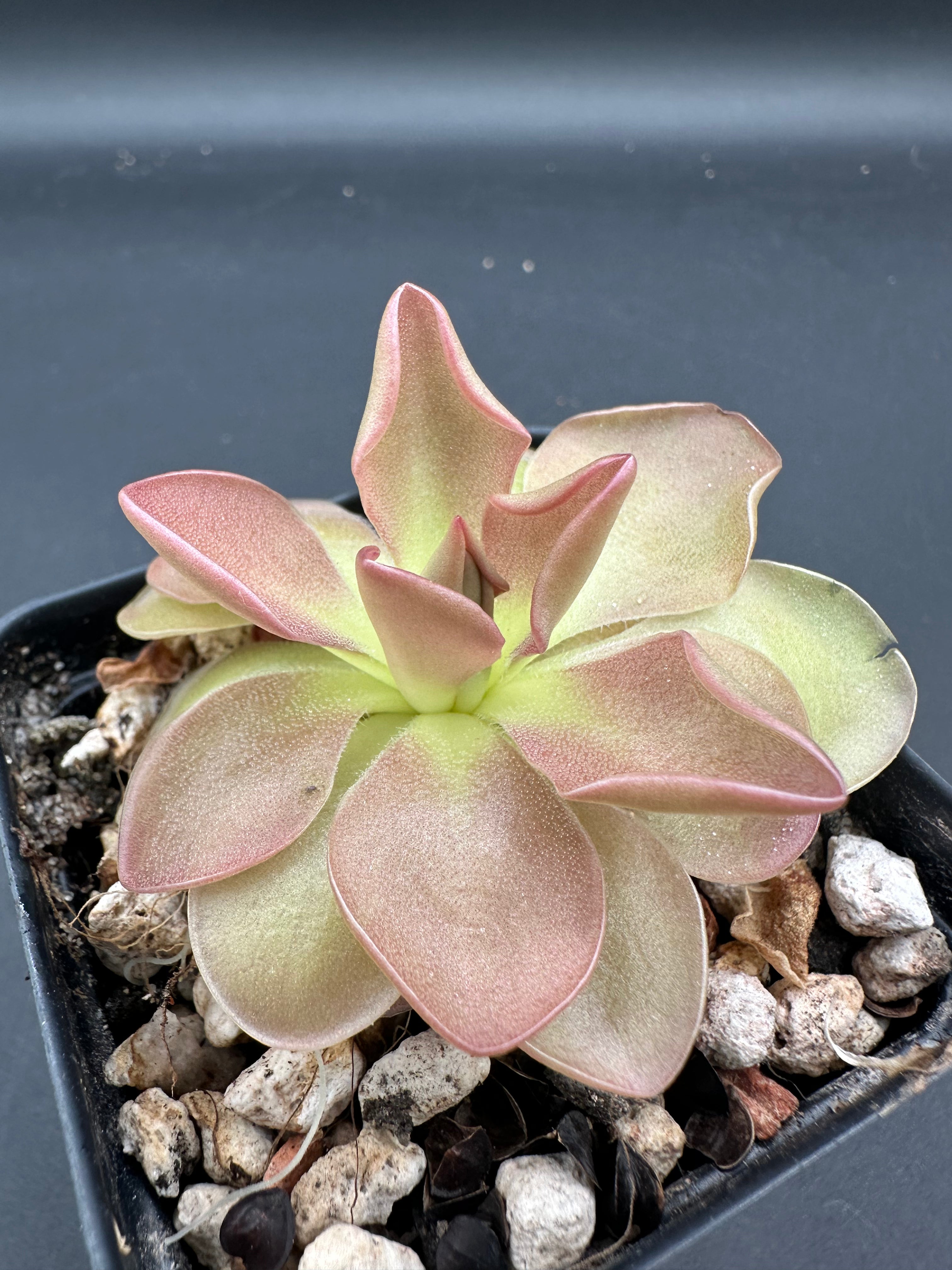 Pinguicula moranensis "orchioides"