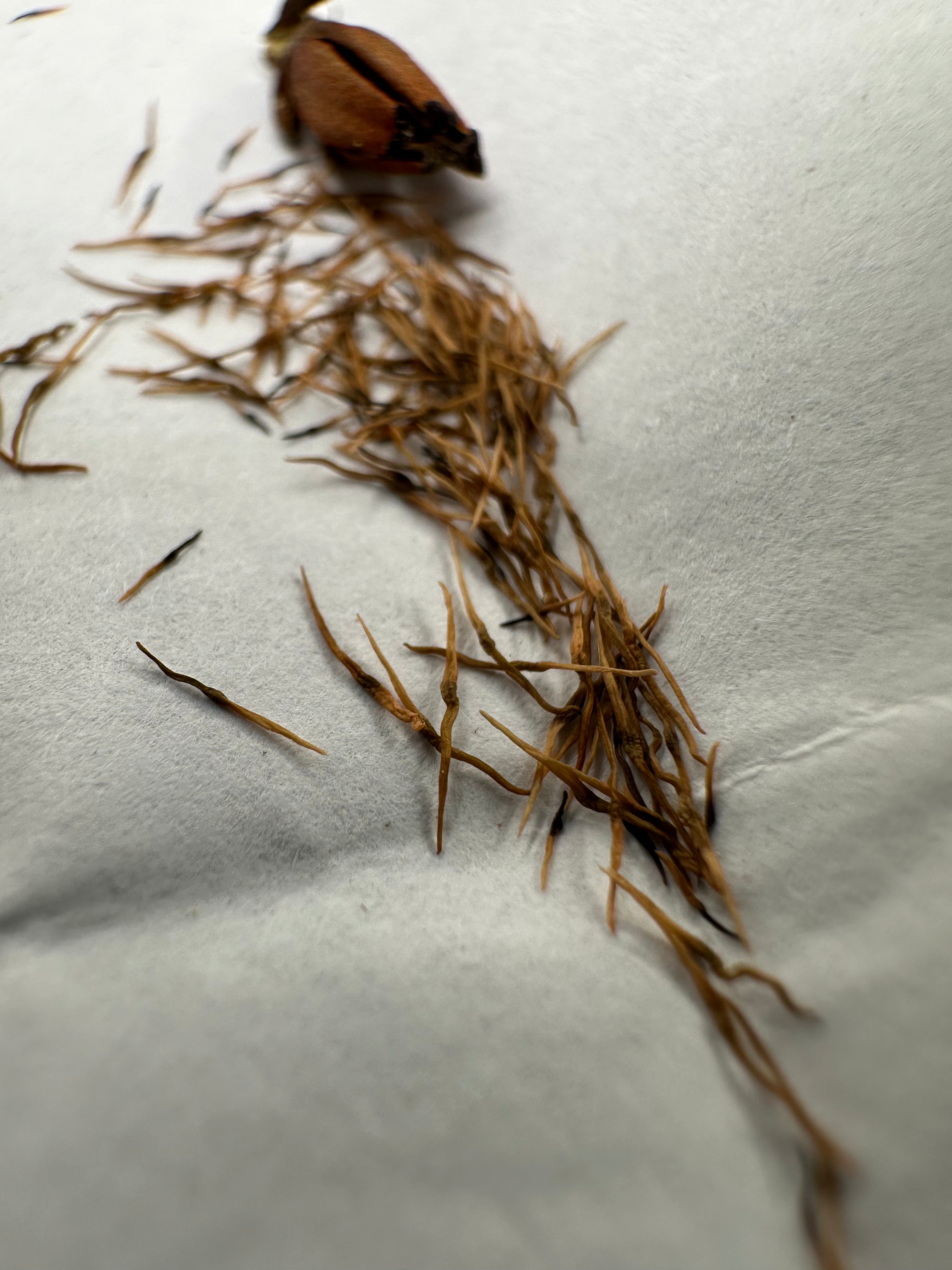 Nepenthes [(burbidgeae x campanulata) x (adnata x campanulata)] seeds