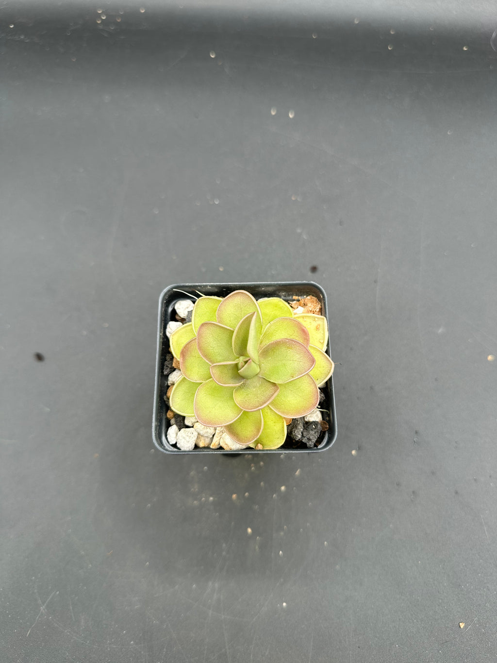 Pinguicula "Saguaro Sunrise"
