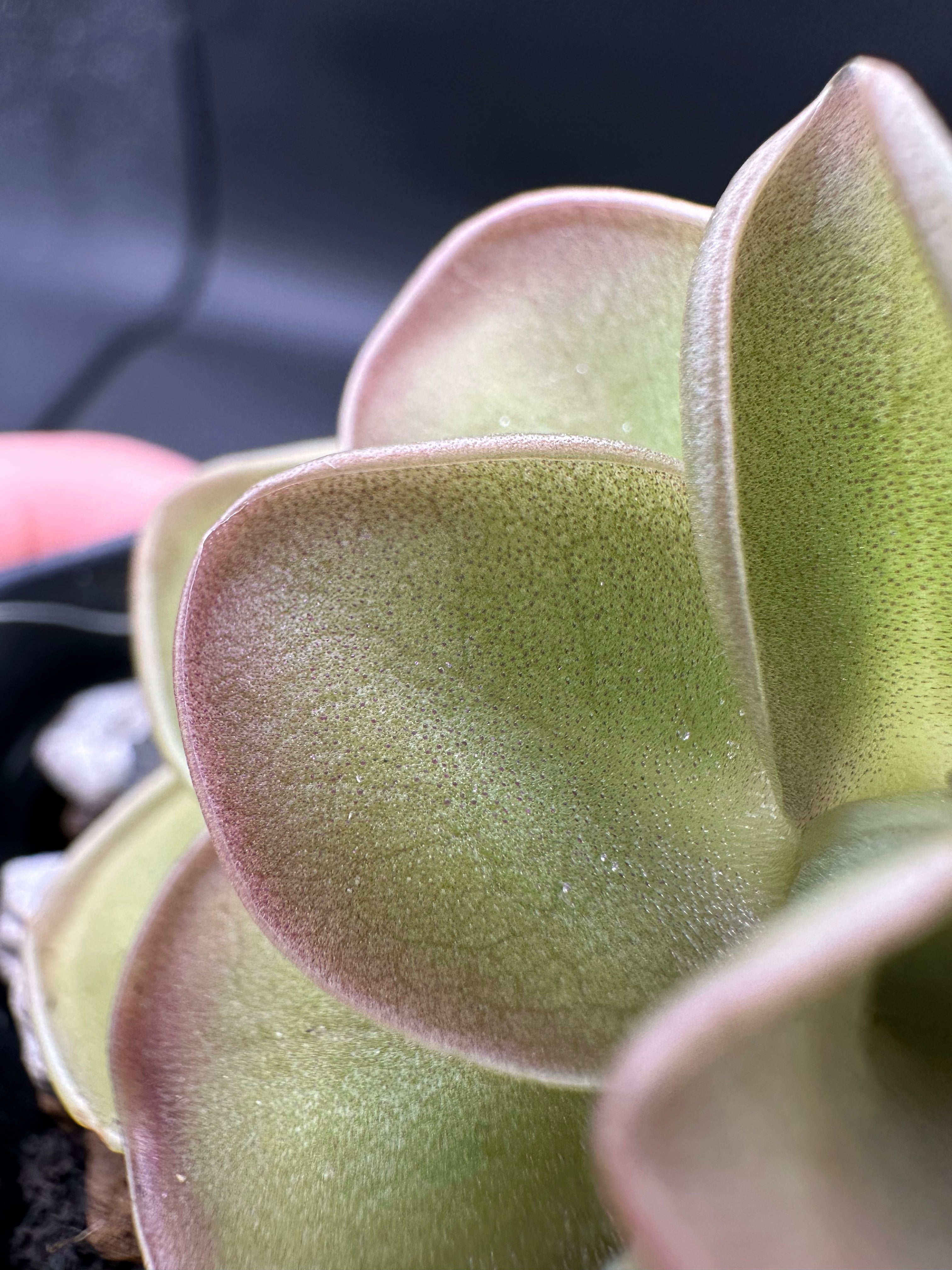saguaro succulent Pinguicula "Saguaro Sunrise" – Crabcore's Carnivores