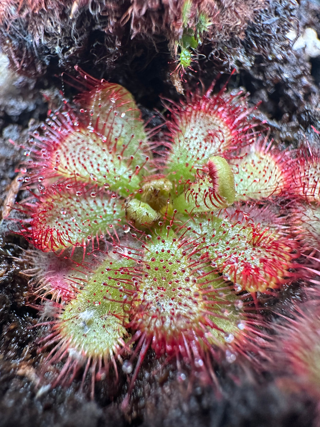 Drosera admirabilis (Palmiet River, ZAF)