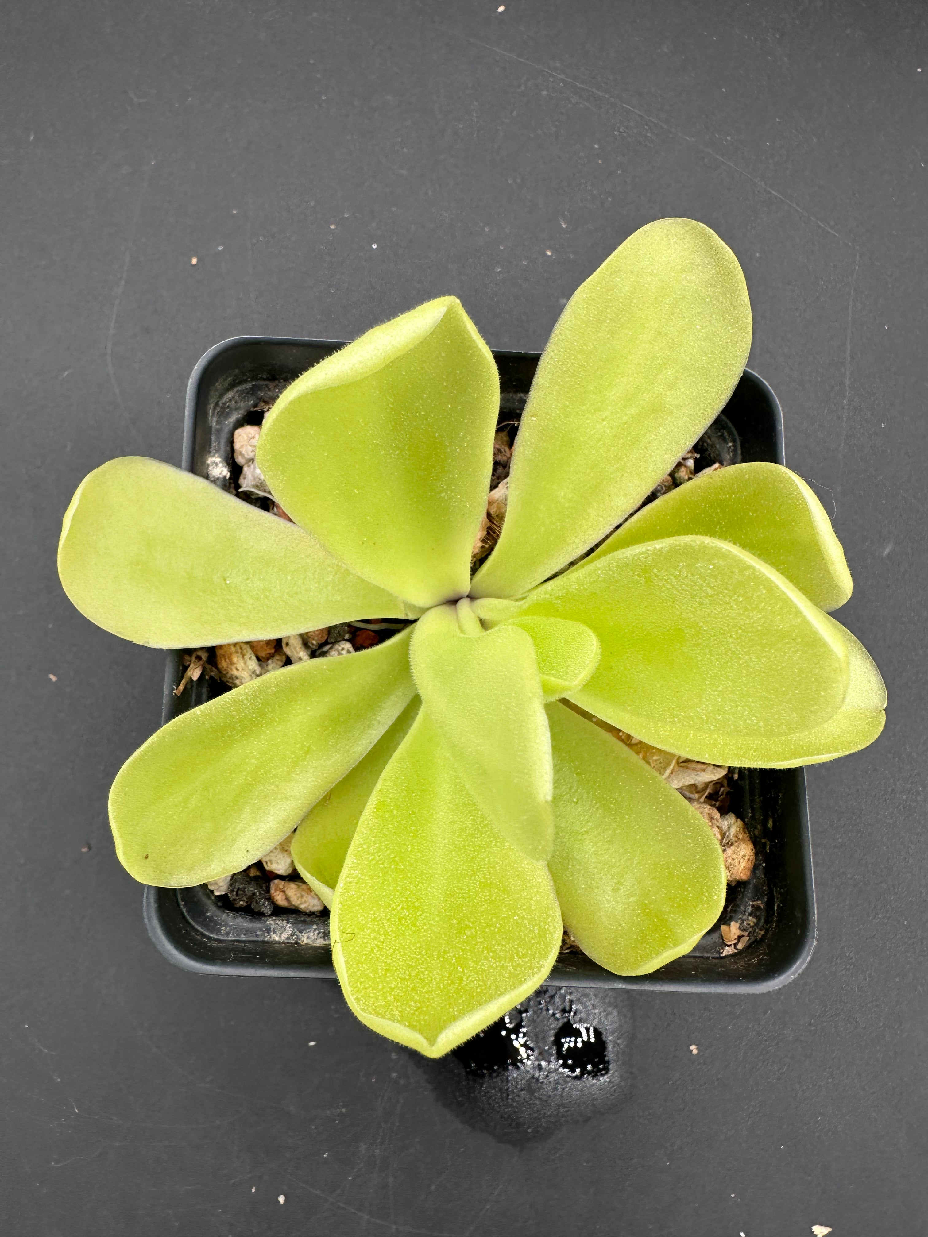 Pinguicula gigantea