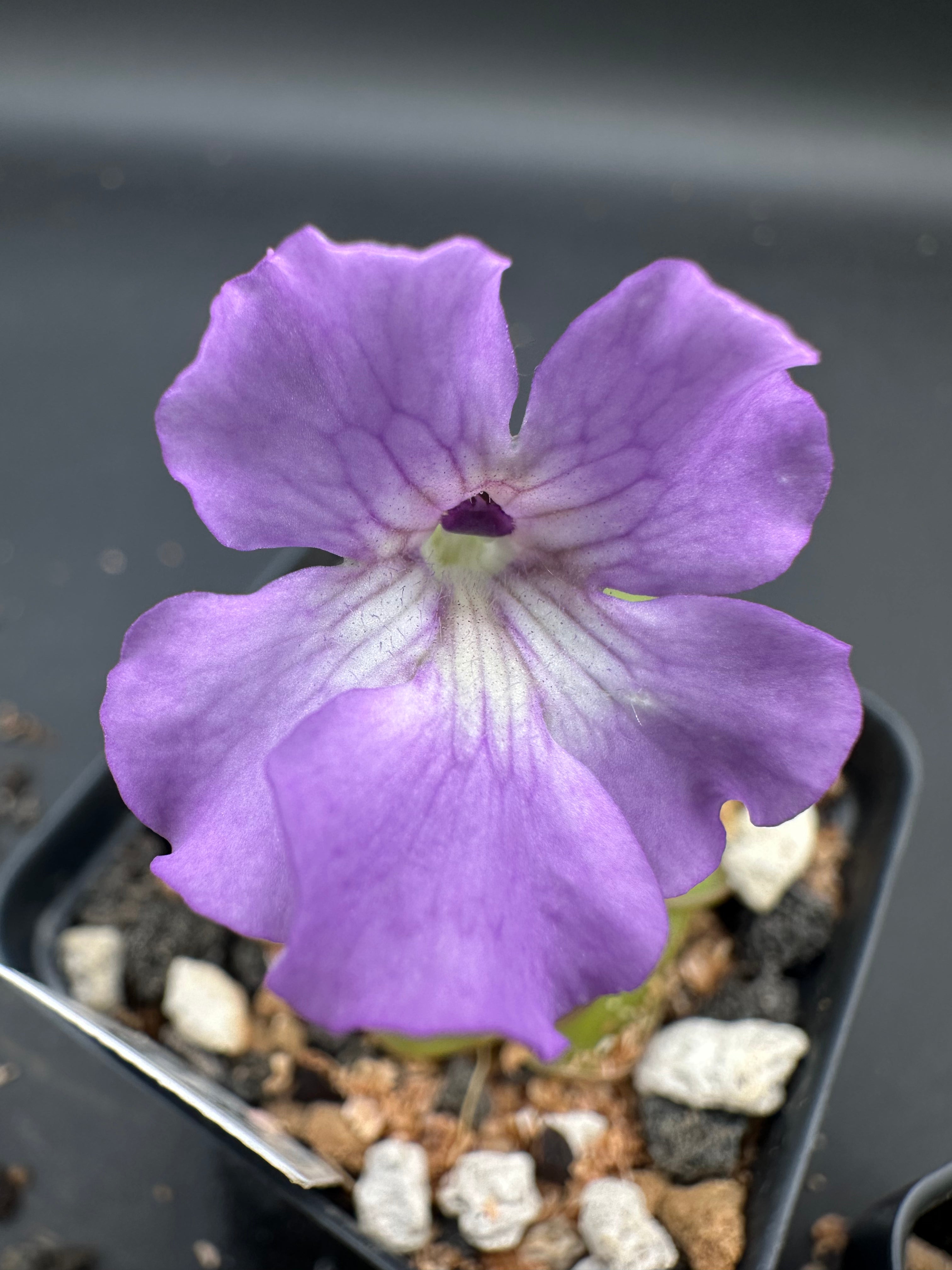 Pinguicula 'Hanka'