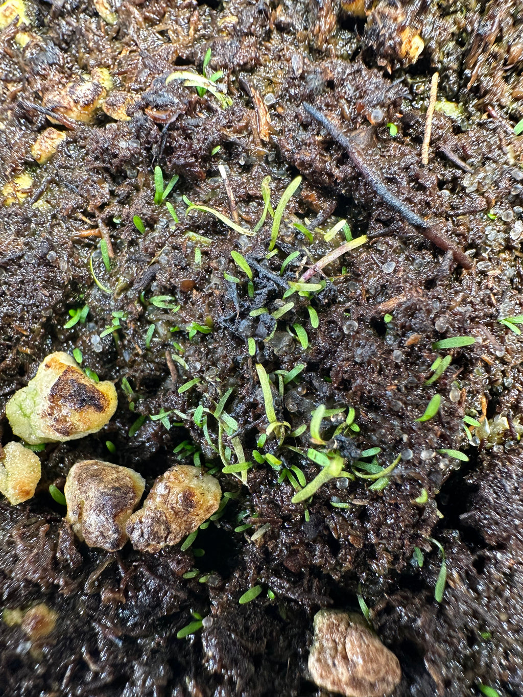 Utricularia geoffrayi "violet flower, tiny leafs" (Gunung Tahan, Pahang, MYS 1700m+)