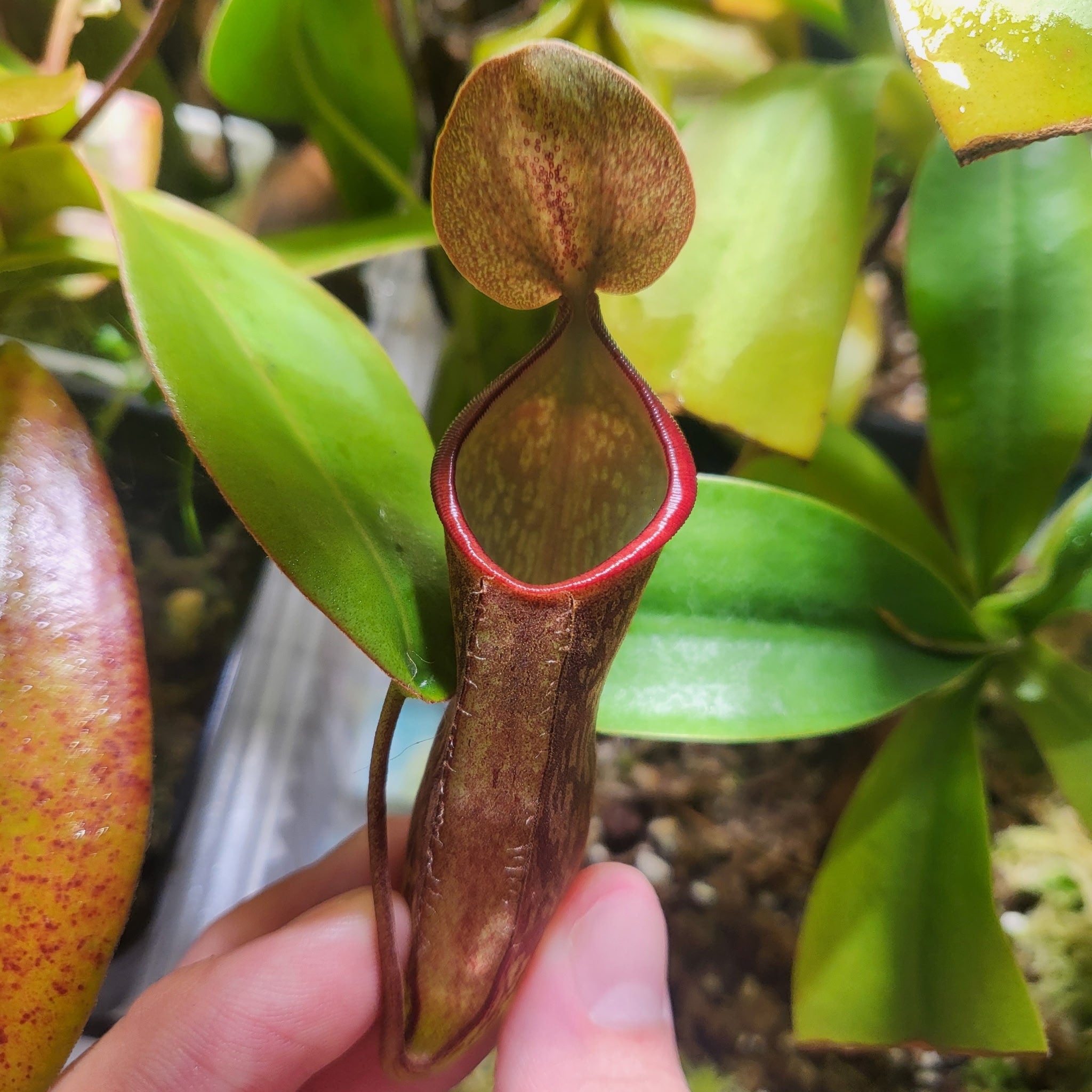 Nepenthes [(burbidgeae x campanulata) x (adnata x campanulata)] seeds