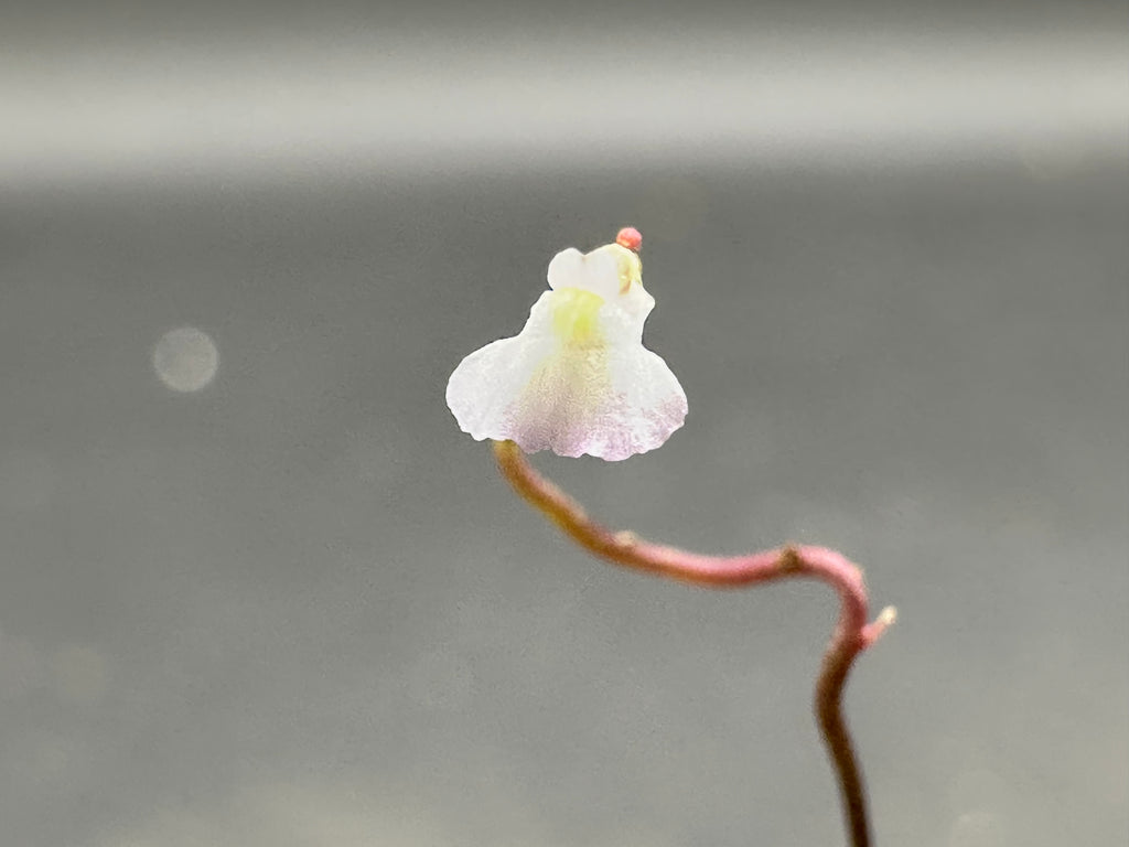 Utricularia rostrata (Chapada Diamantina, Bahia, BRA)