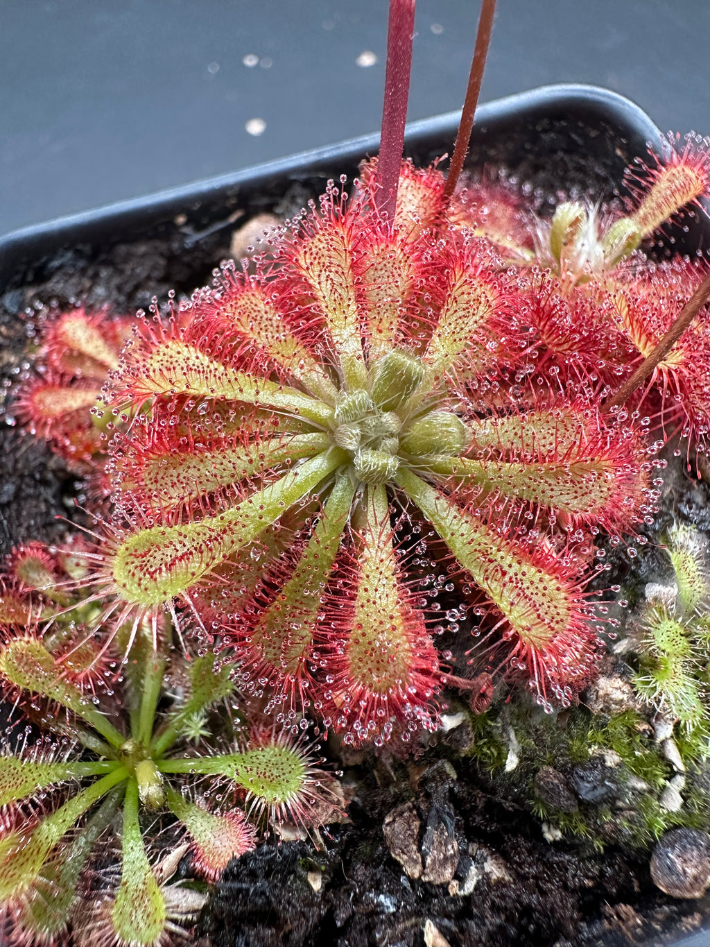 Drosera spatulata (Tamboon Inlet, AUS) seeds