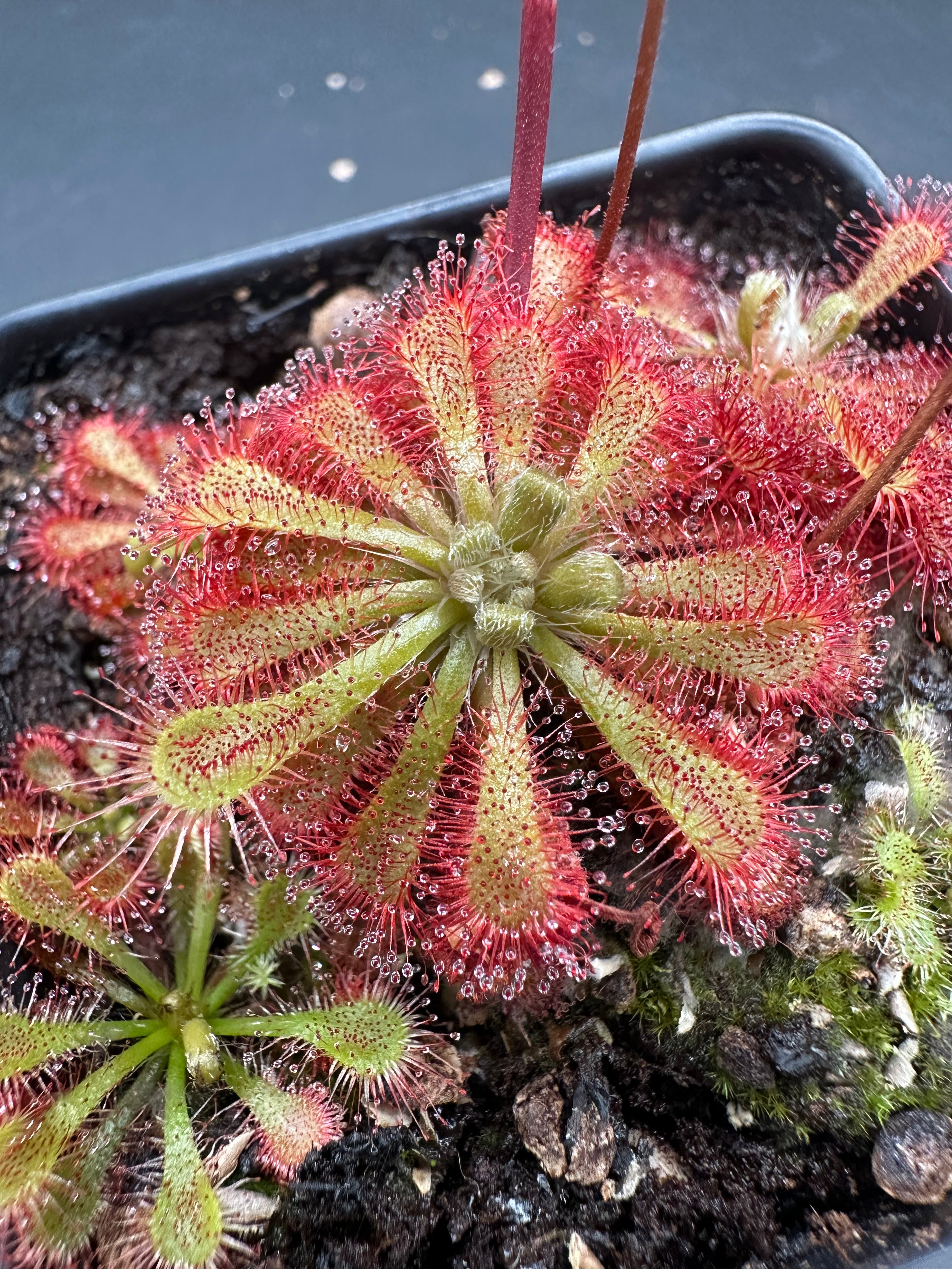 Drosera spatulata (Tamboon Inlet, AUS) seeds