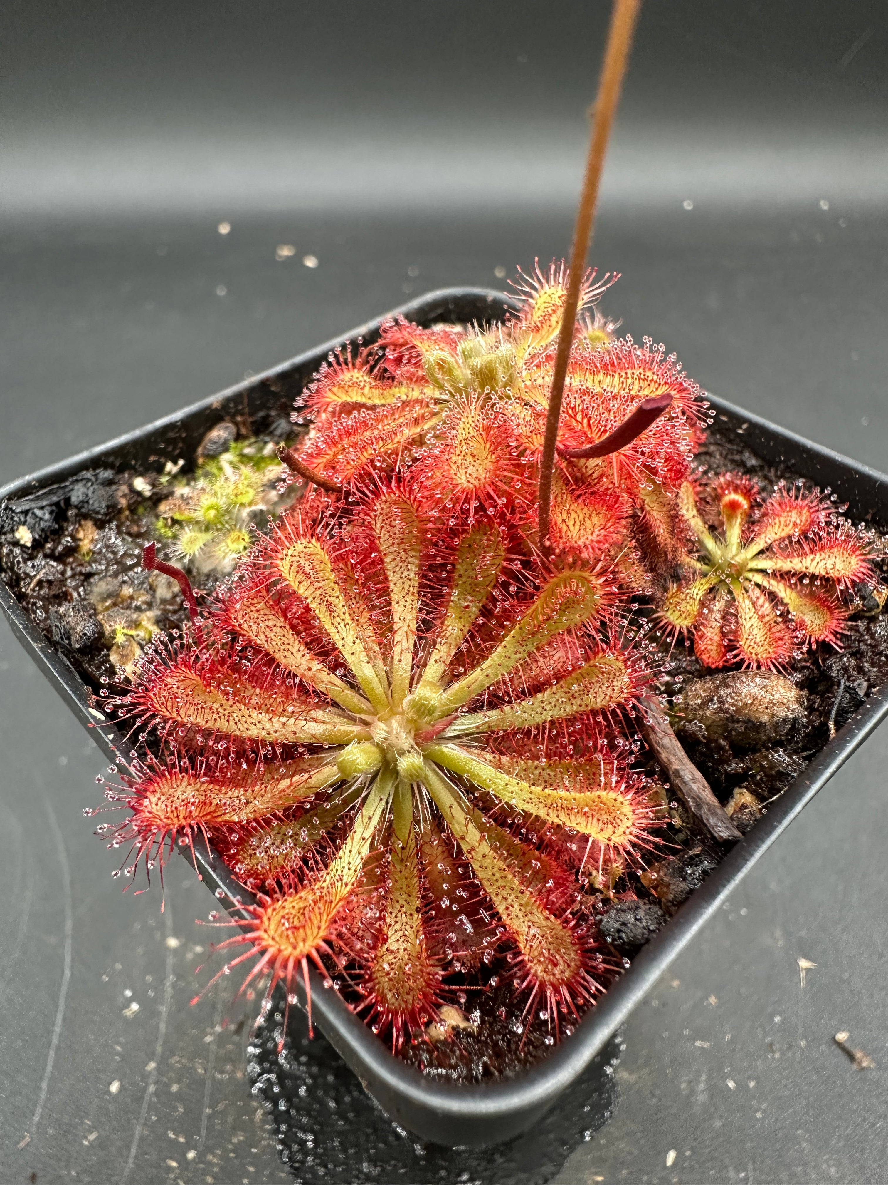 Drosera spatulata (Tamboon Inlet, AUS) seeds