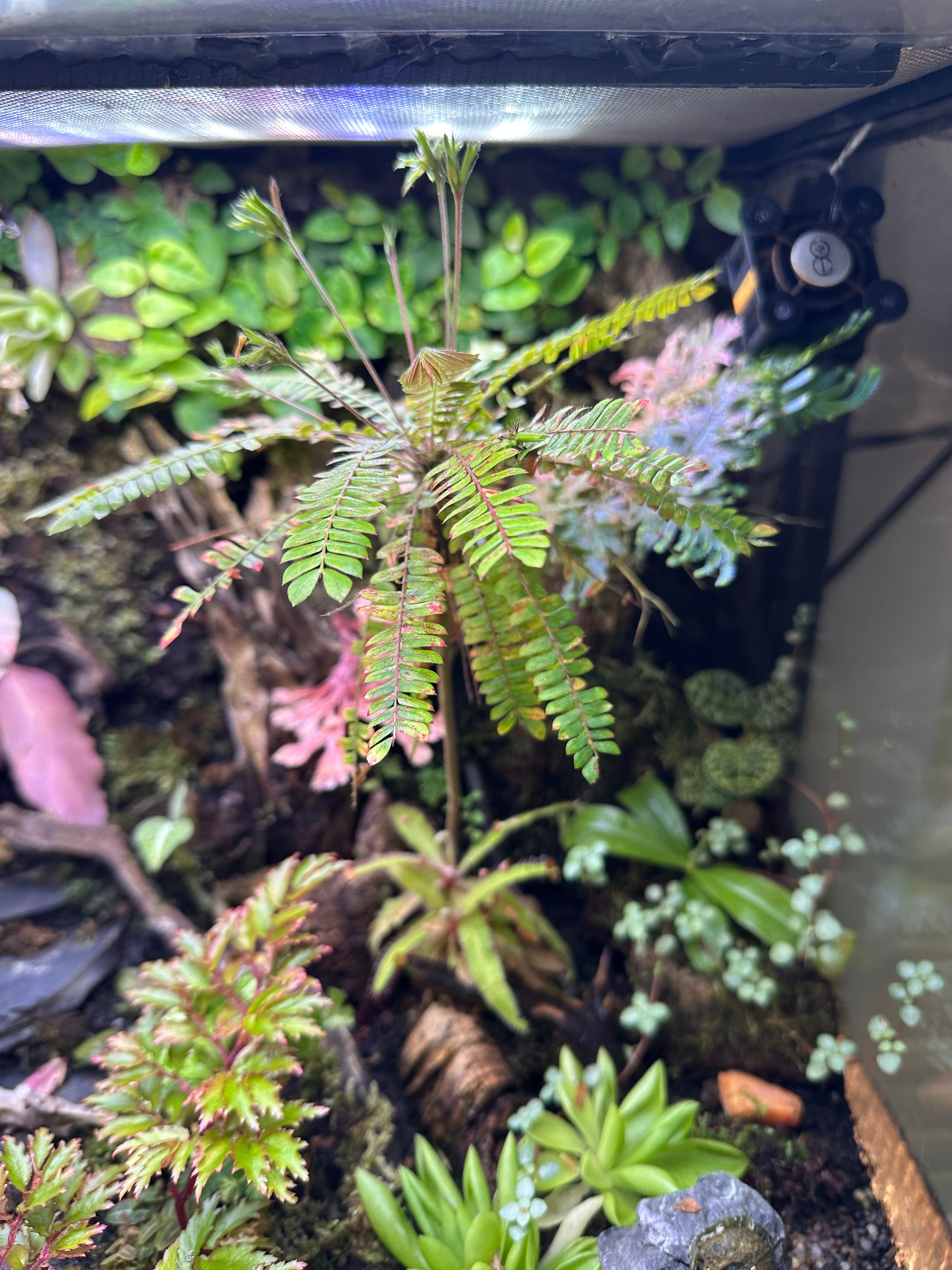 Biophytum sensitivum