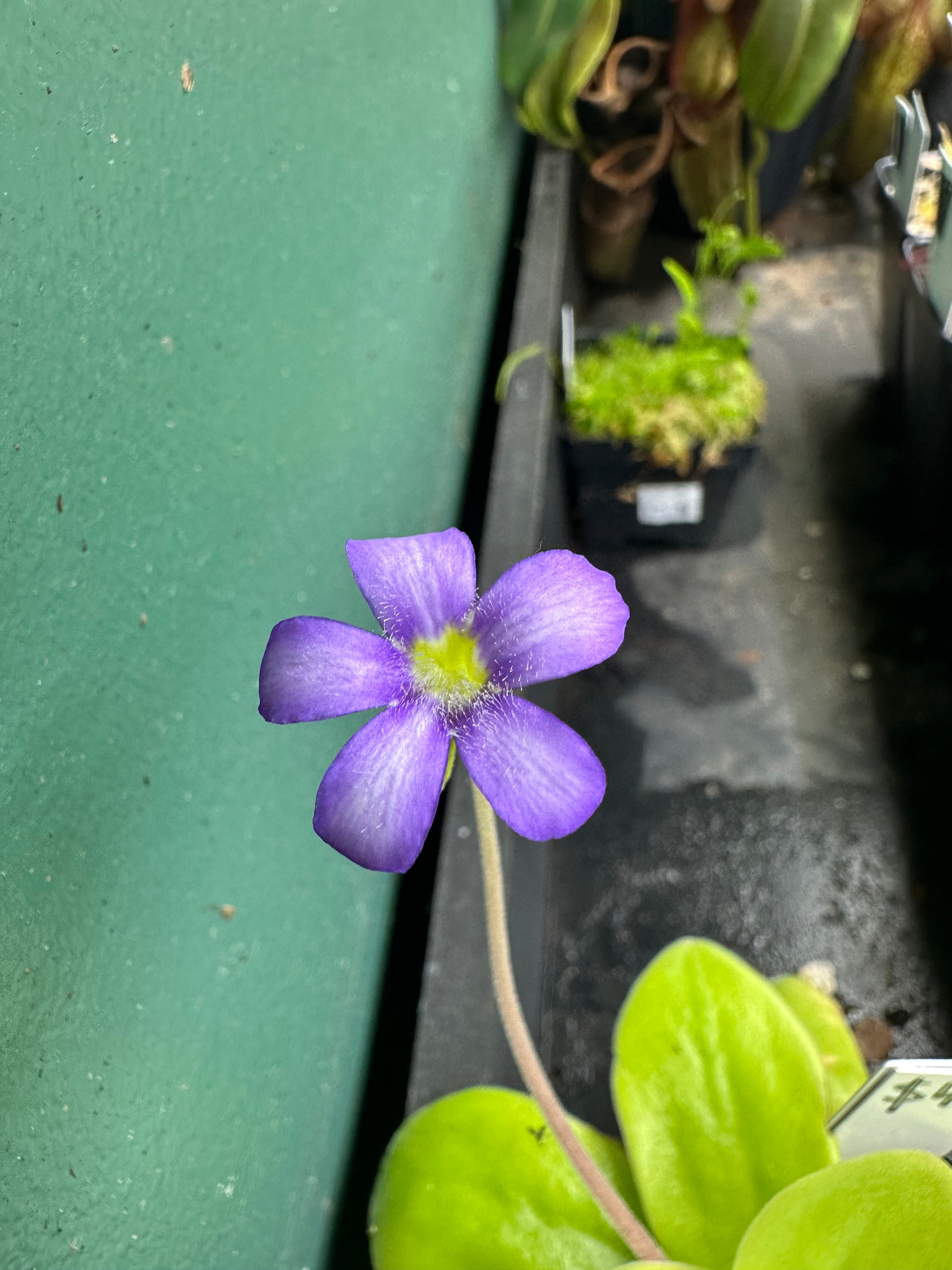 Pinguicula gigantea "red flush"