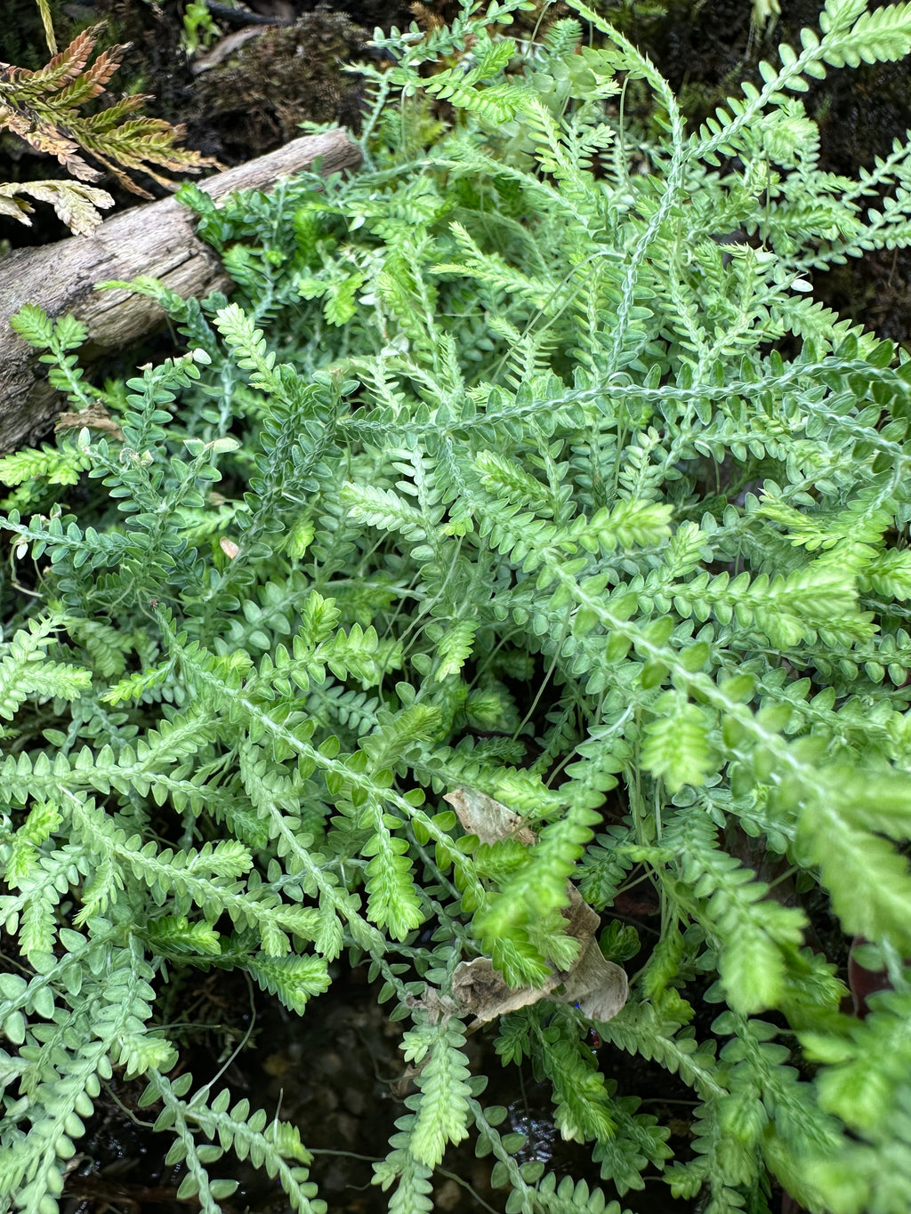 Selaginella ludoviciana