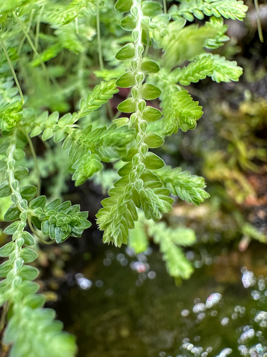 Selaginella ludoviciana