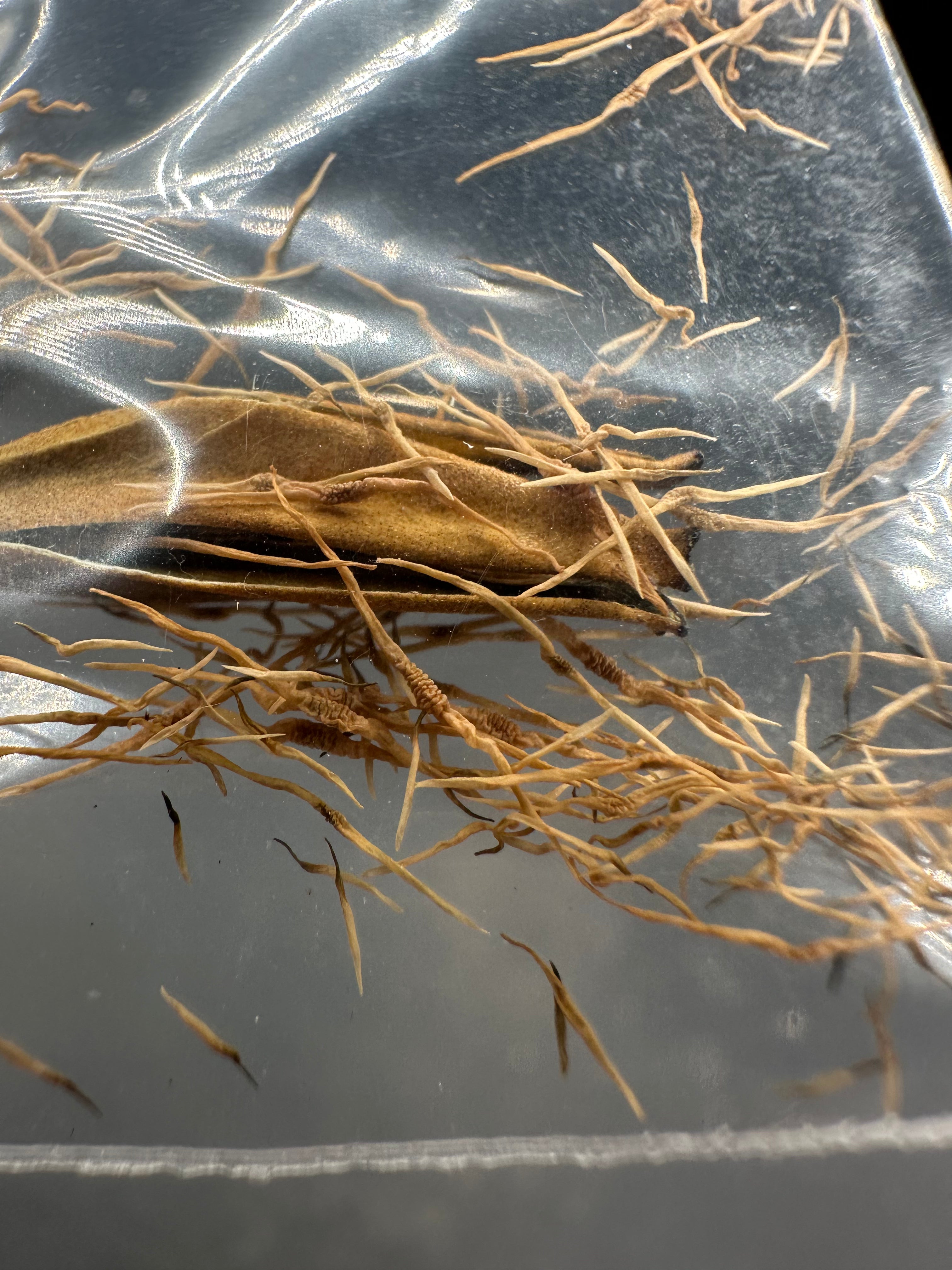 Nepenthes [(spathulata x campanulata) x (adnata x campanulata)] seeds