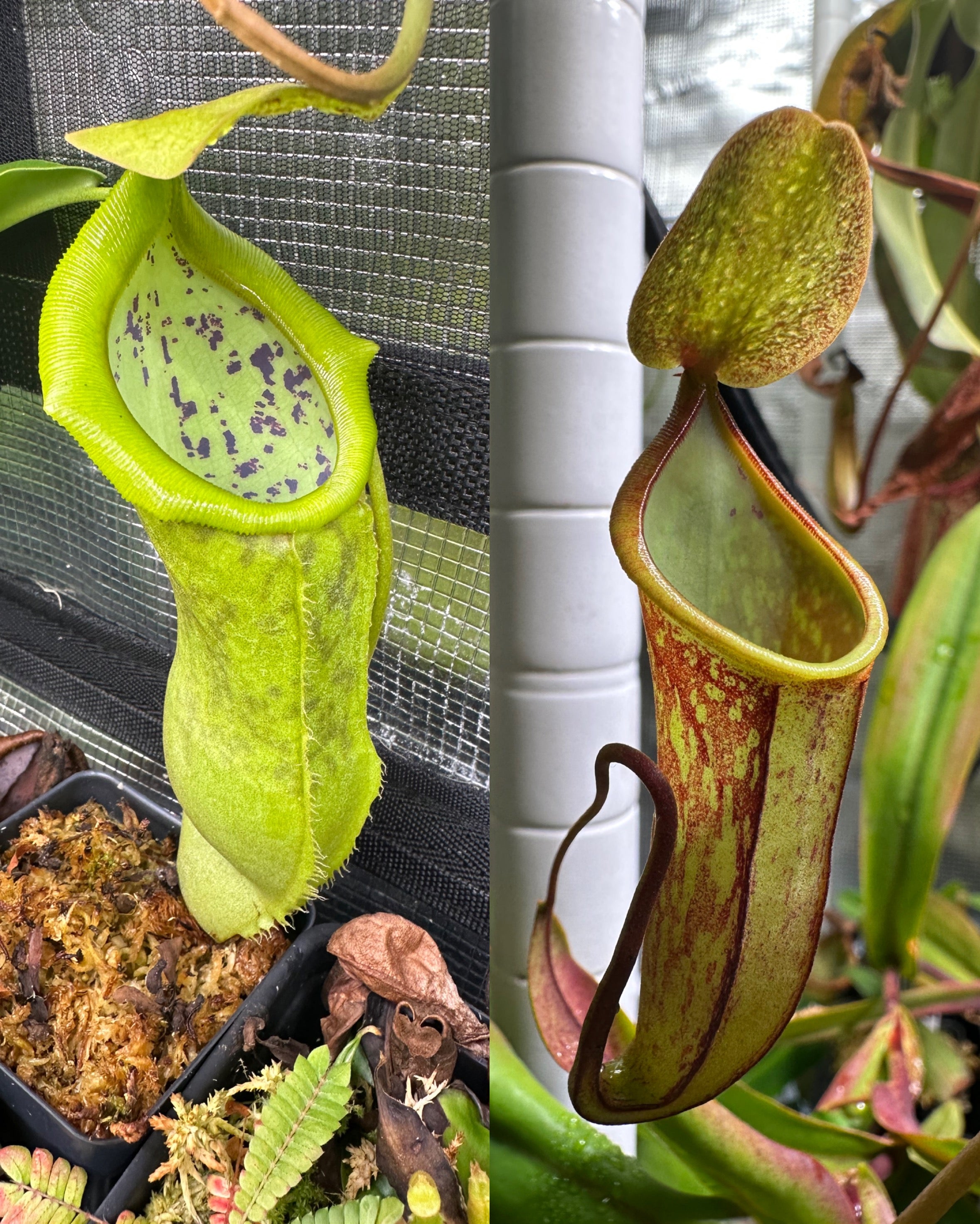 Nepenthes [(spathulata x campanulata) x (adnata x campanulata)] seeds