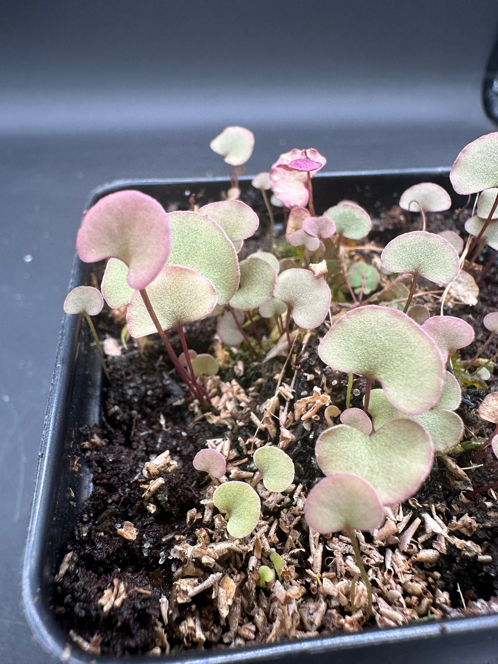 Utricularia reniformis