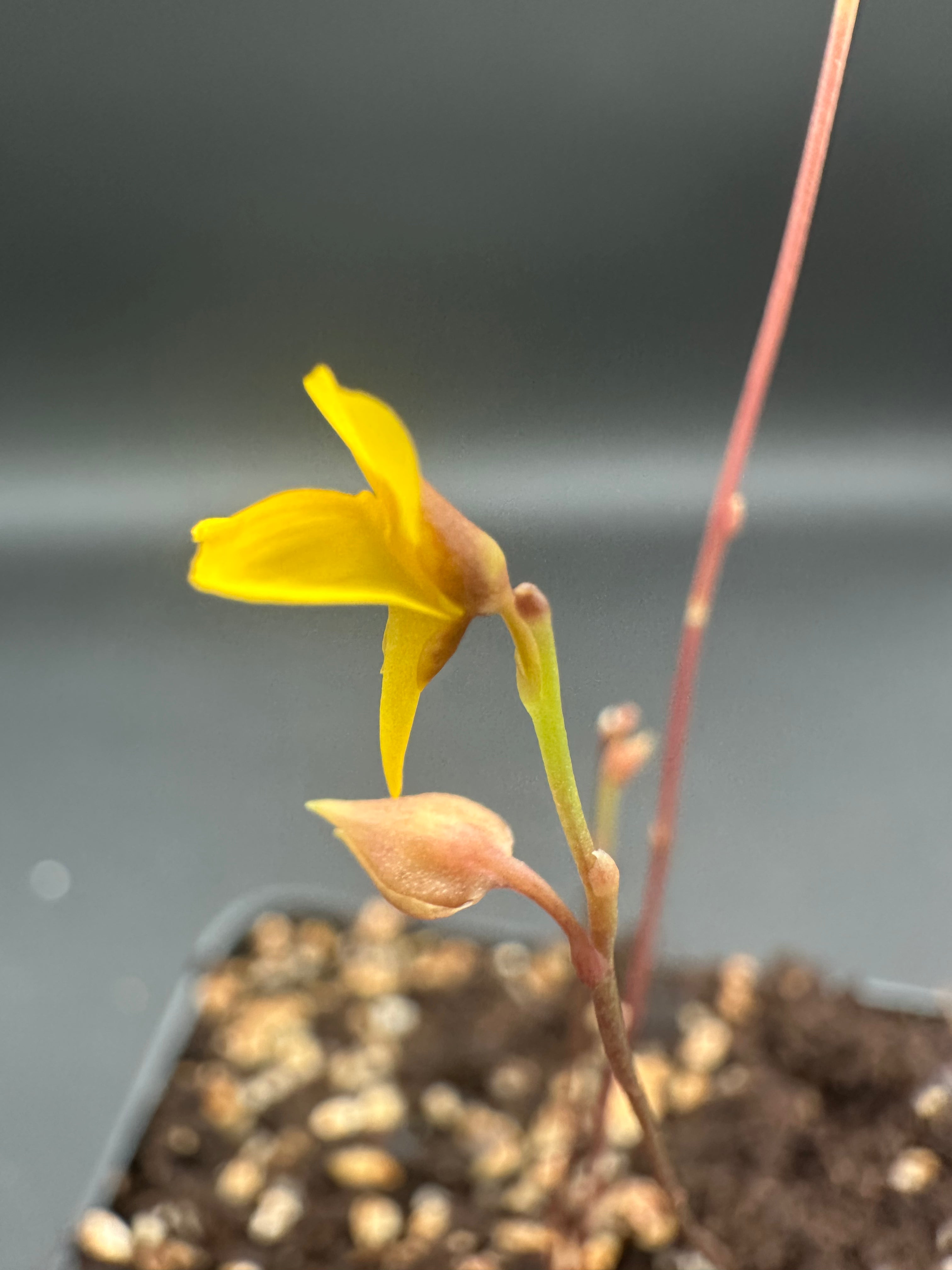 Utricularia ereciflora (Joaquin Beach, Brazil)