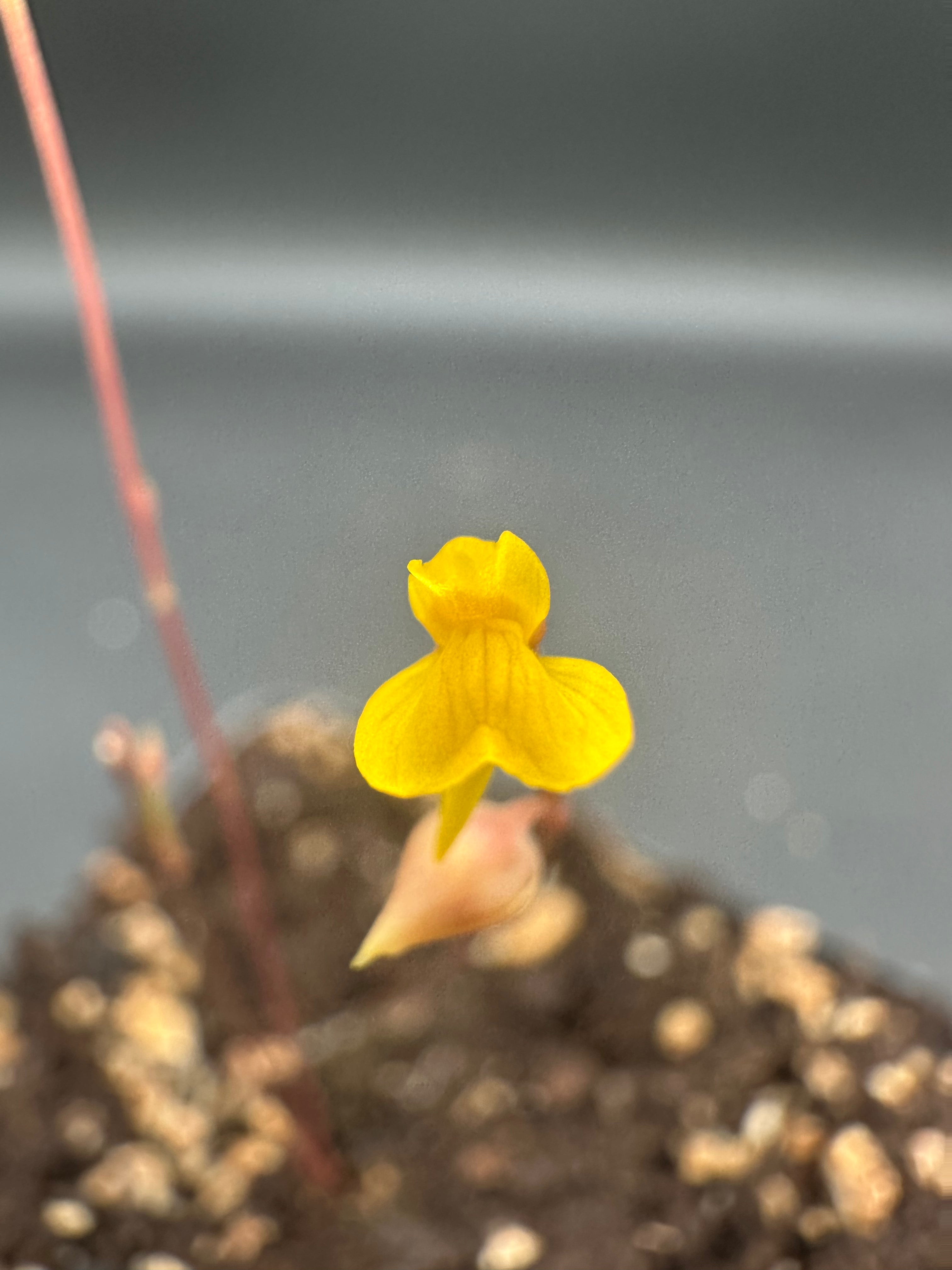 Utricularia ereciflora (Joaquin Beach, Brazil)