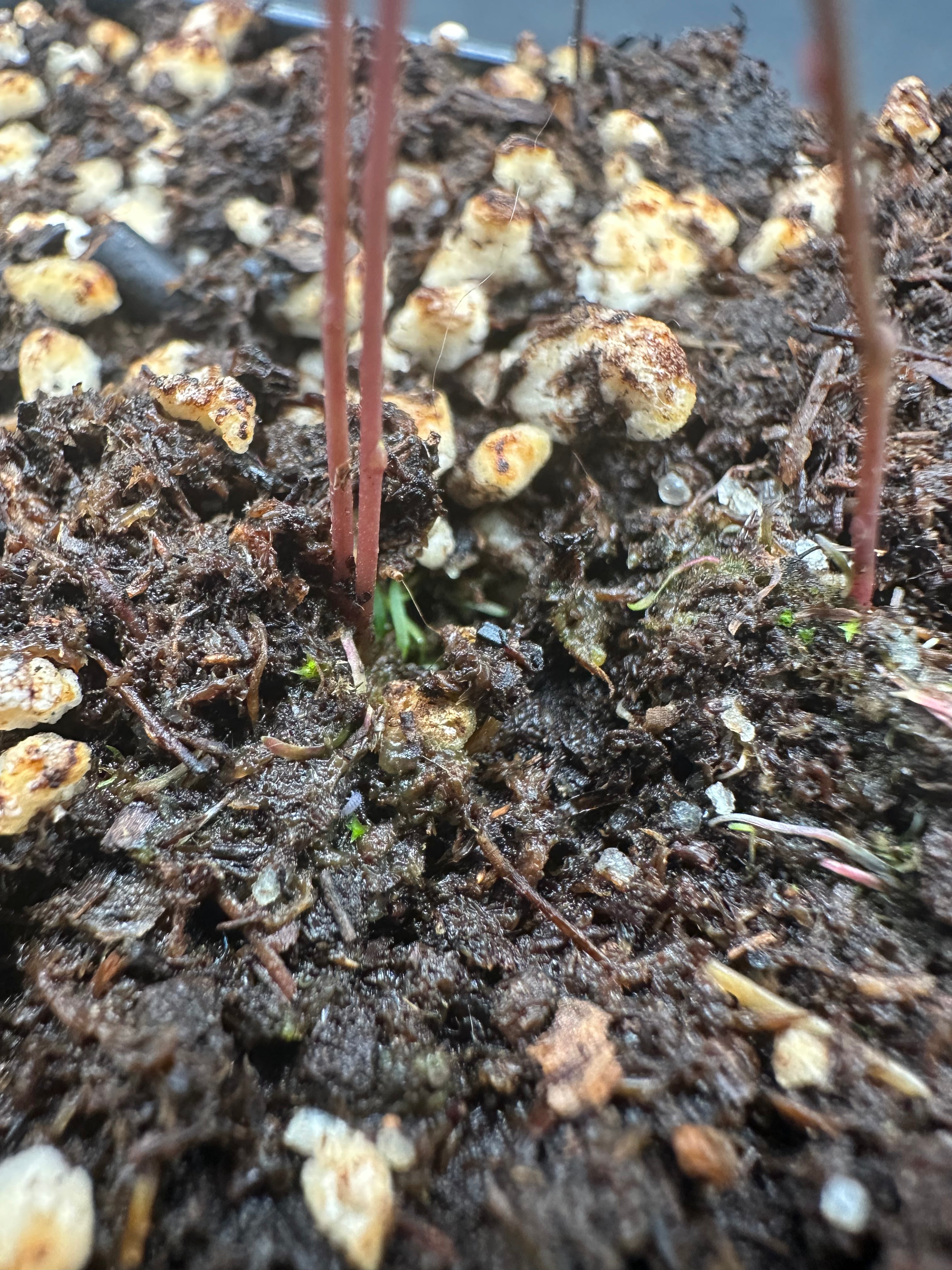 Utricularia ereciflora (Joaquin Beach, Brazil)