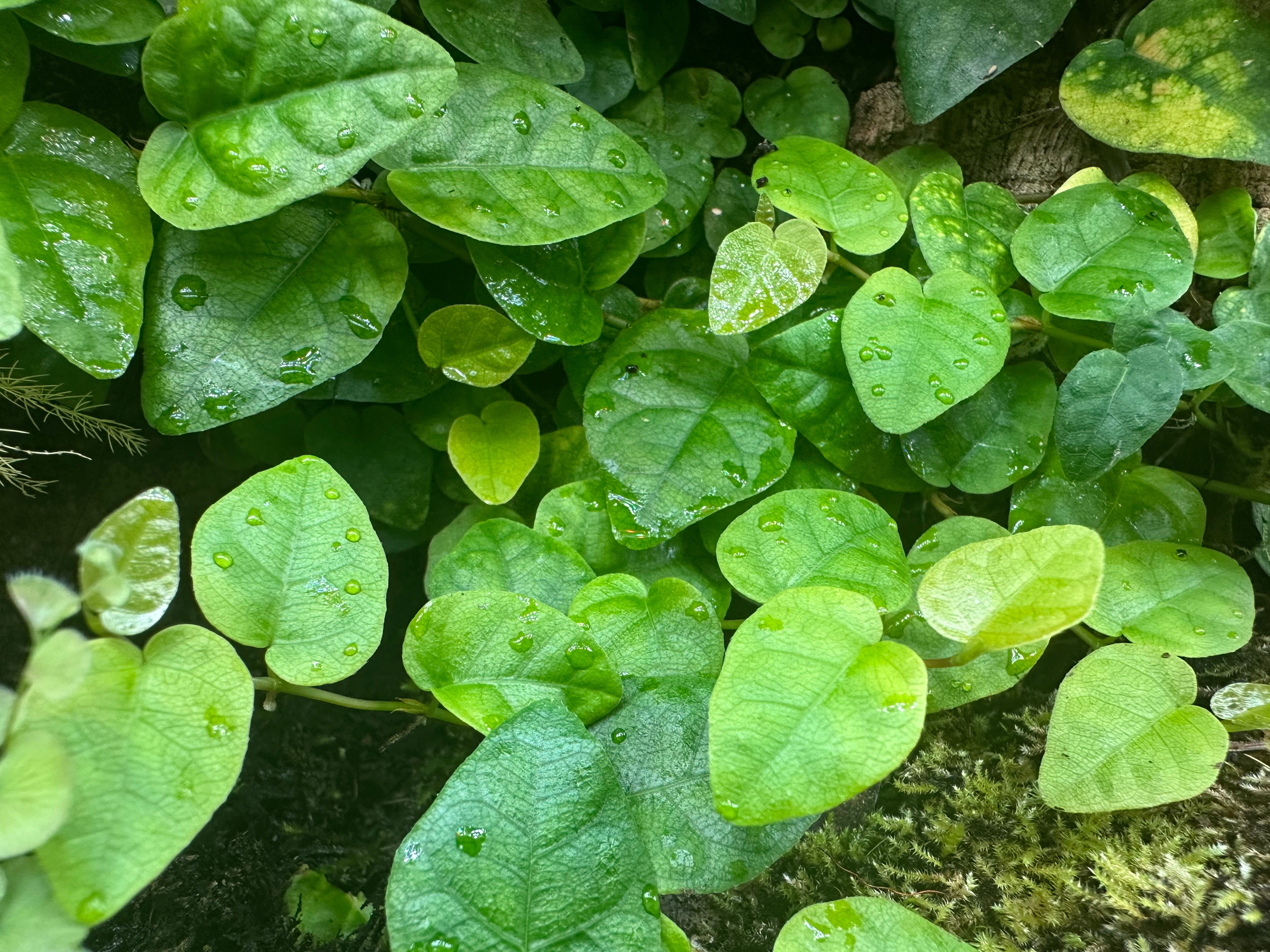 Ficus pumila – Crabcore's Carnivores