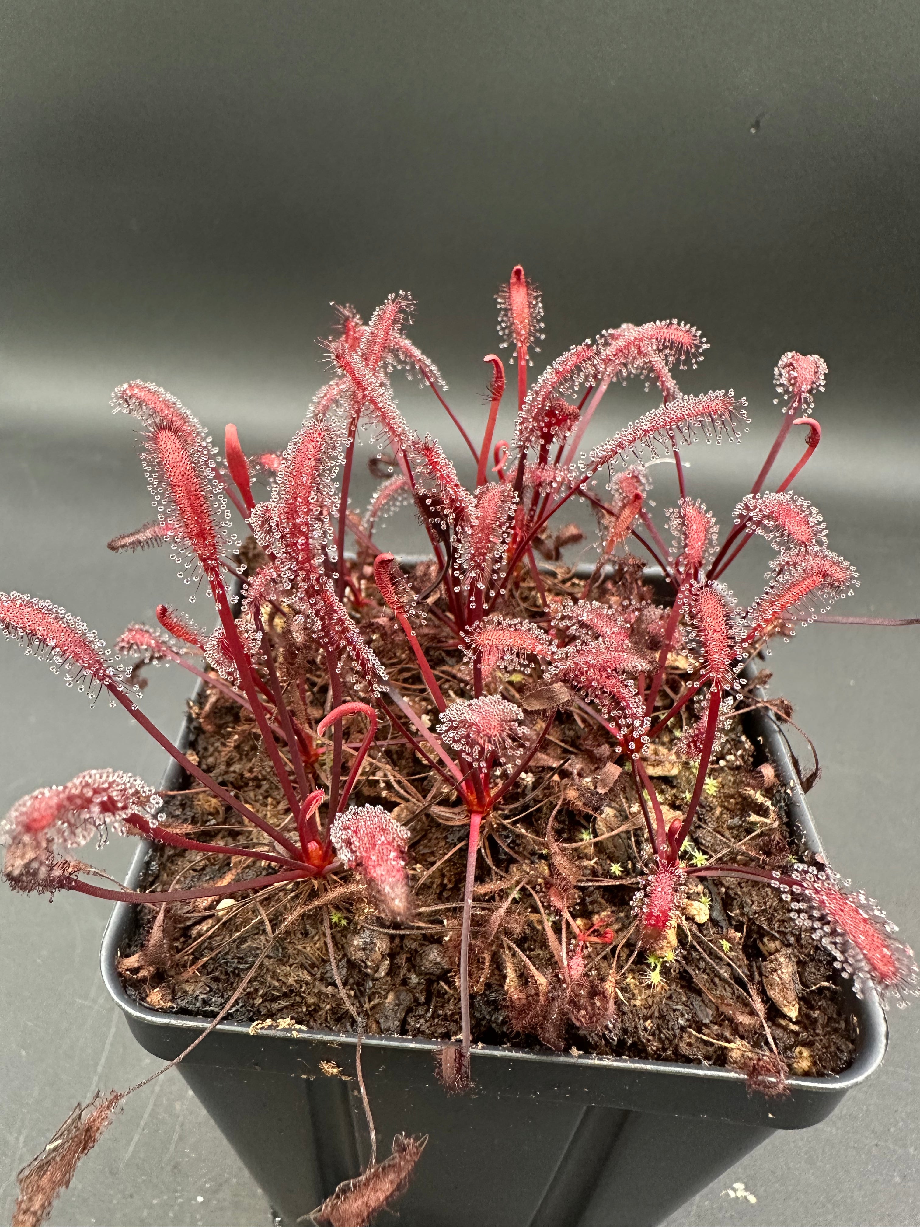 Drosera capensis (Gifberg, ZAF) "red"
