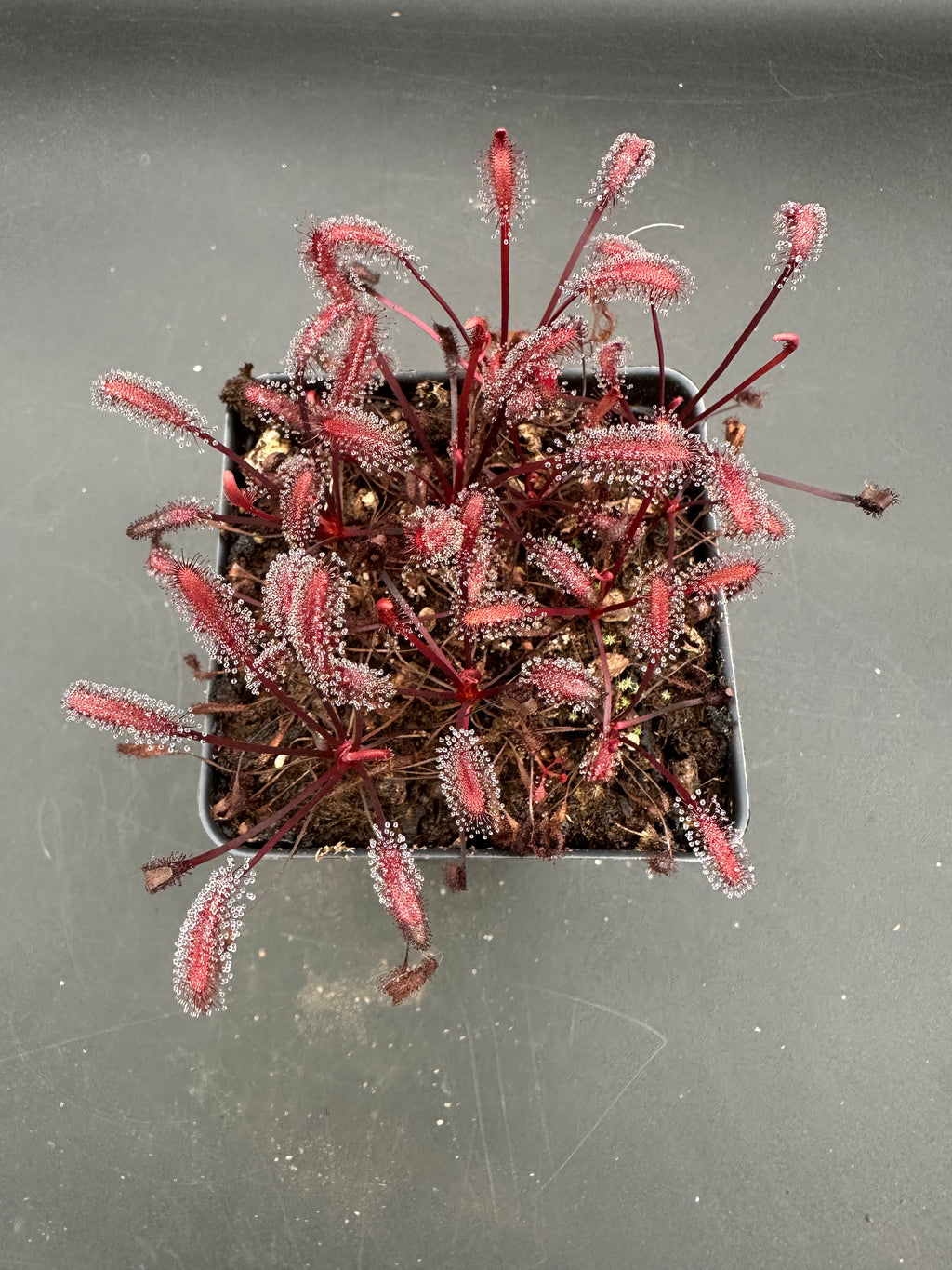 Drosera capensis (Gifberg, ZAF) "red"