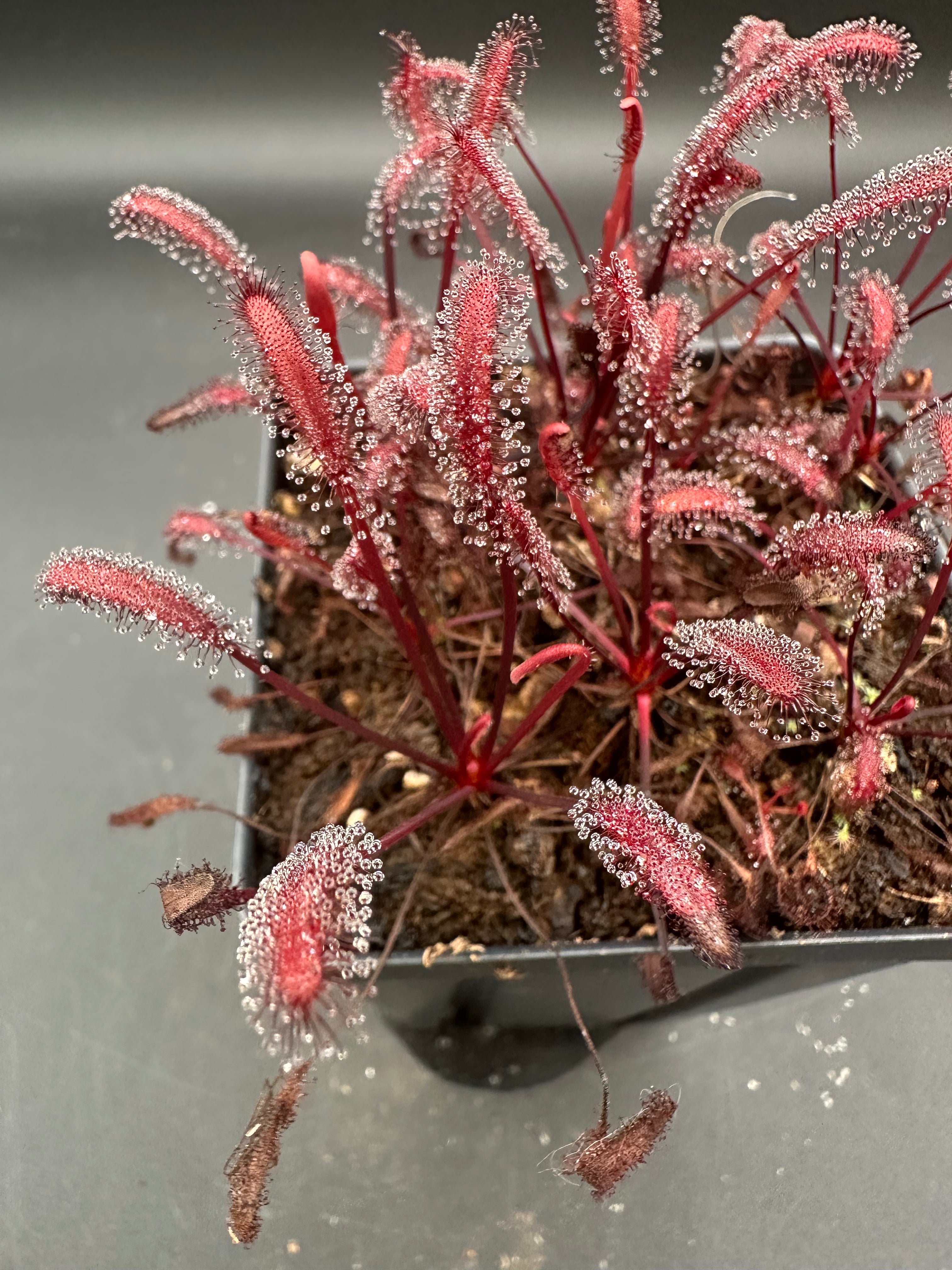 Drosera capensis (Gifberg, ZAF) "red"
