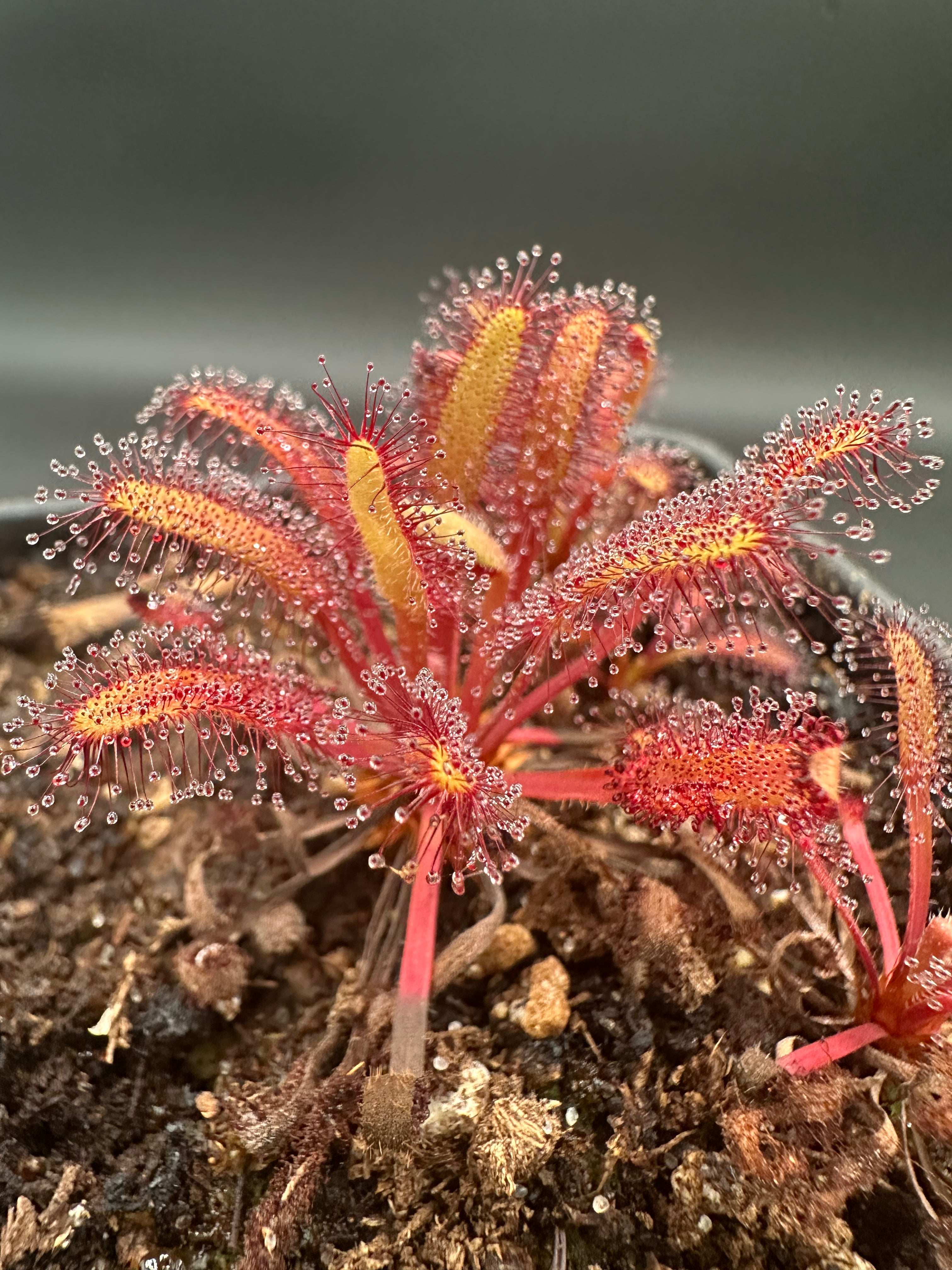 Drosera capensis (Meiringspoort, ZAF) 18890 JT
