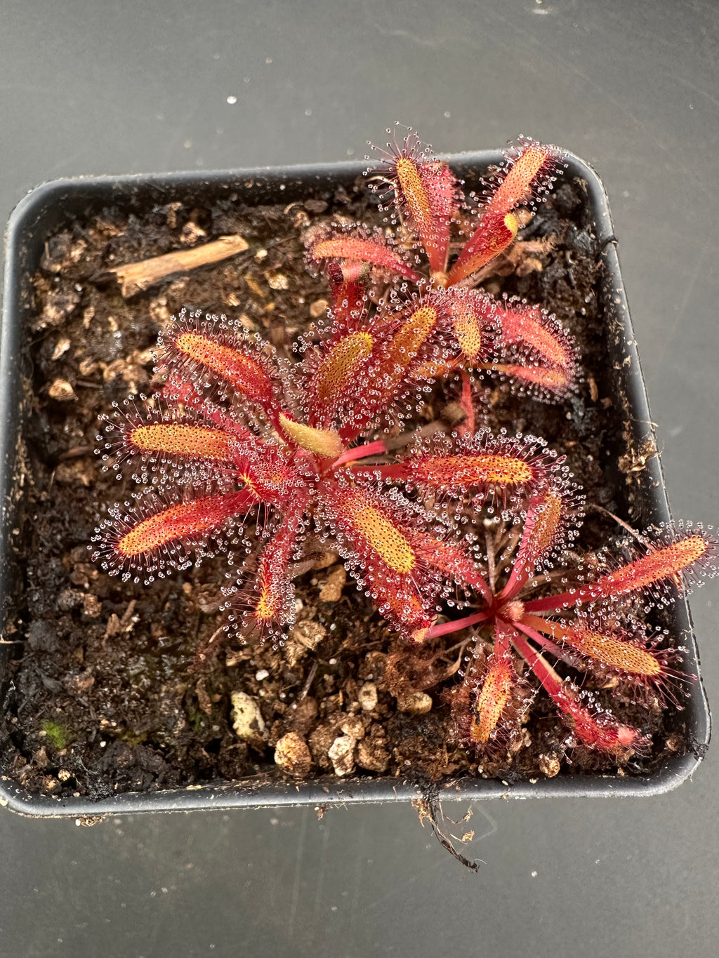 Drosera capensis (Meiringspoort, ZAF) 18890 JT