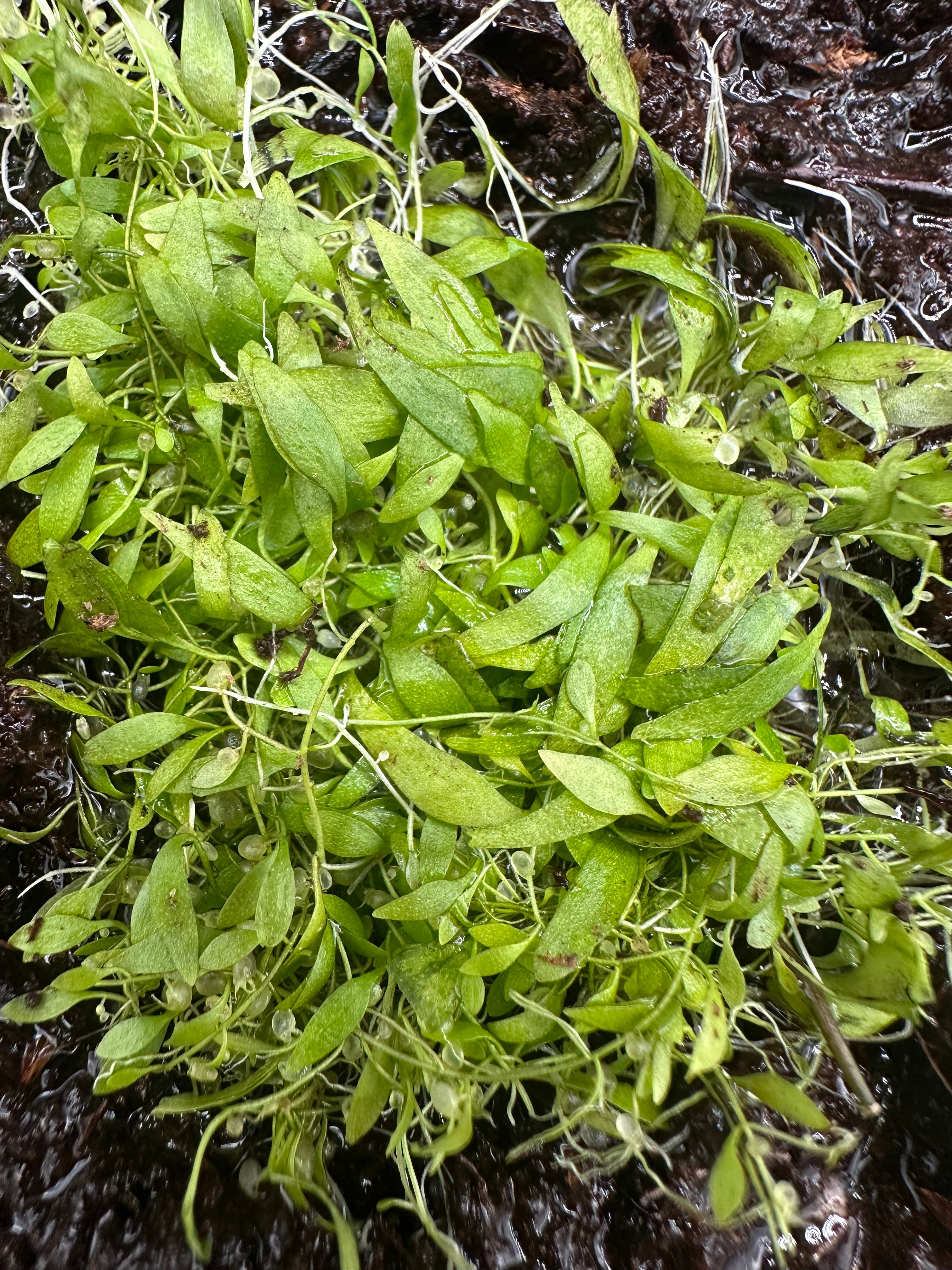 Utricularia heterosepala