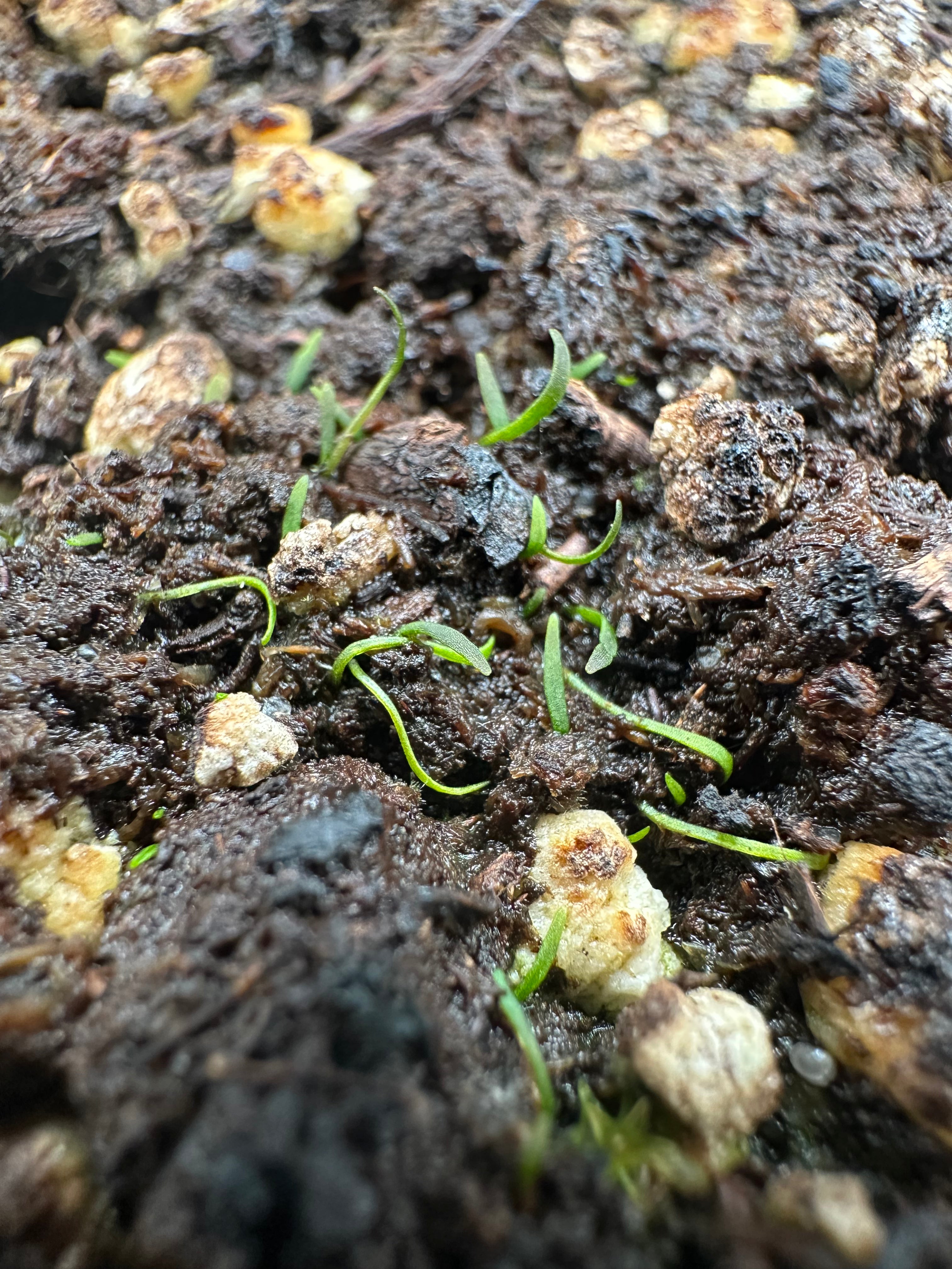 Utricularia chrysantha