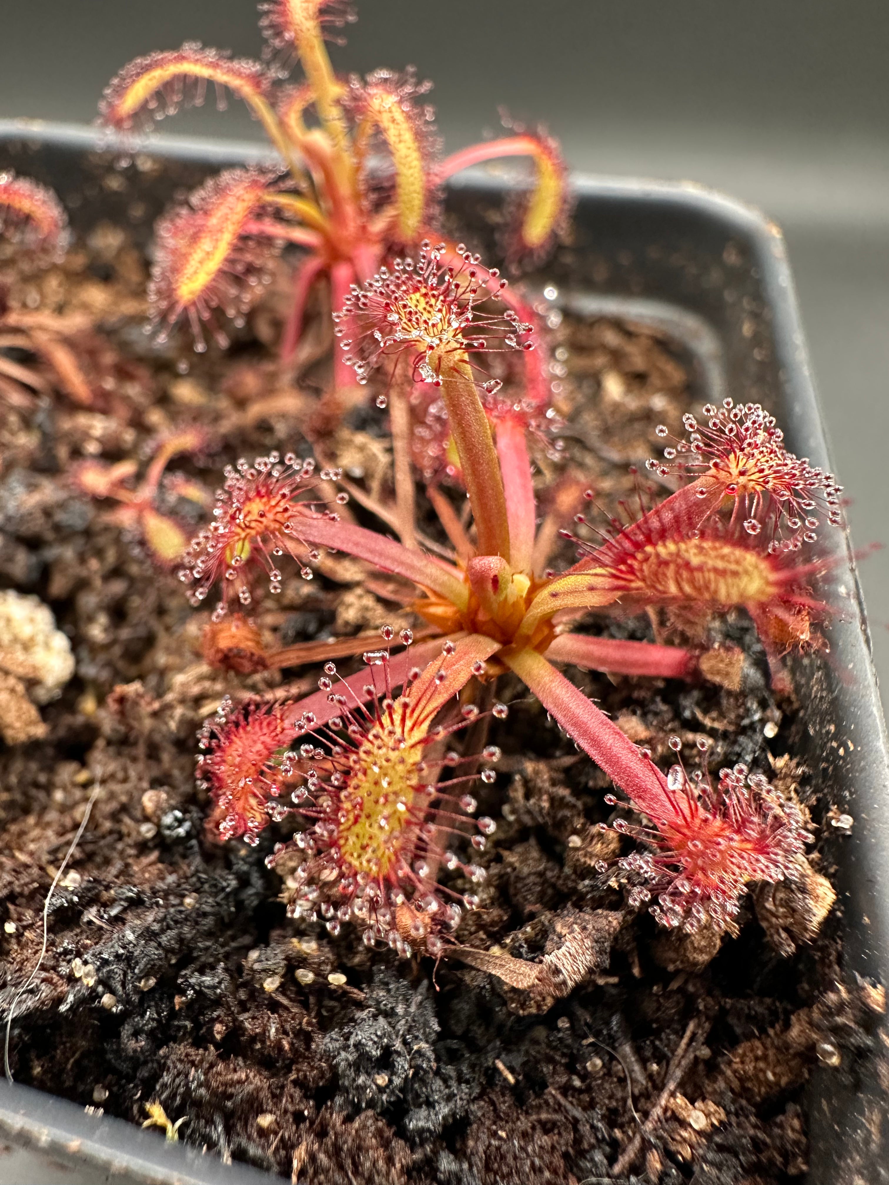 Drosera capensis (Valsrivier, ZAF) "AD"