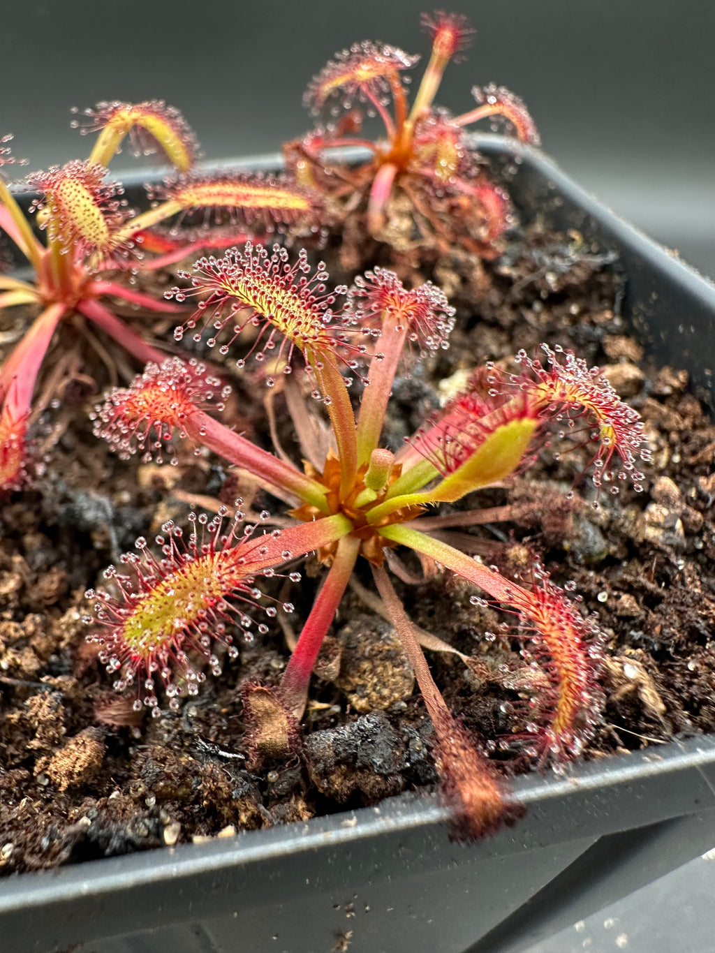 Drosera capensis (Valsrivier, ZAF) "AD"