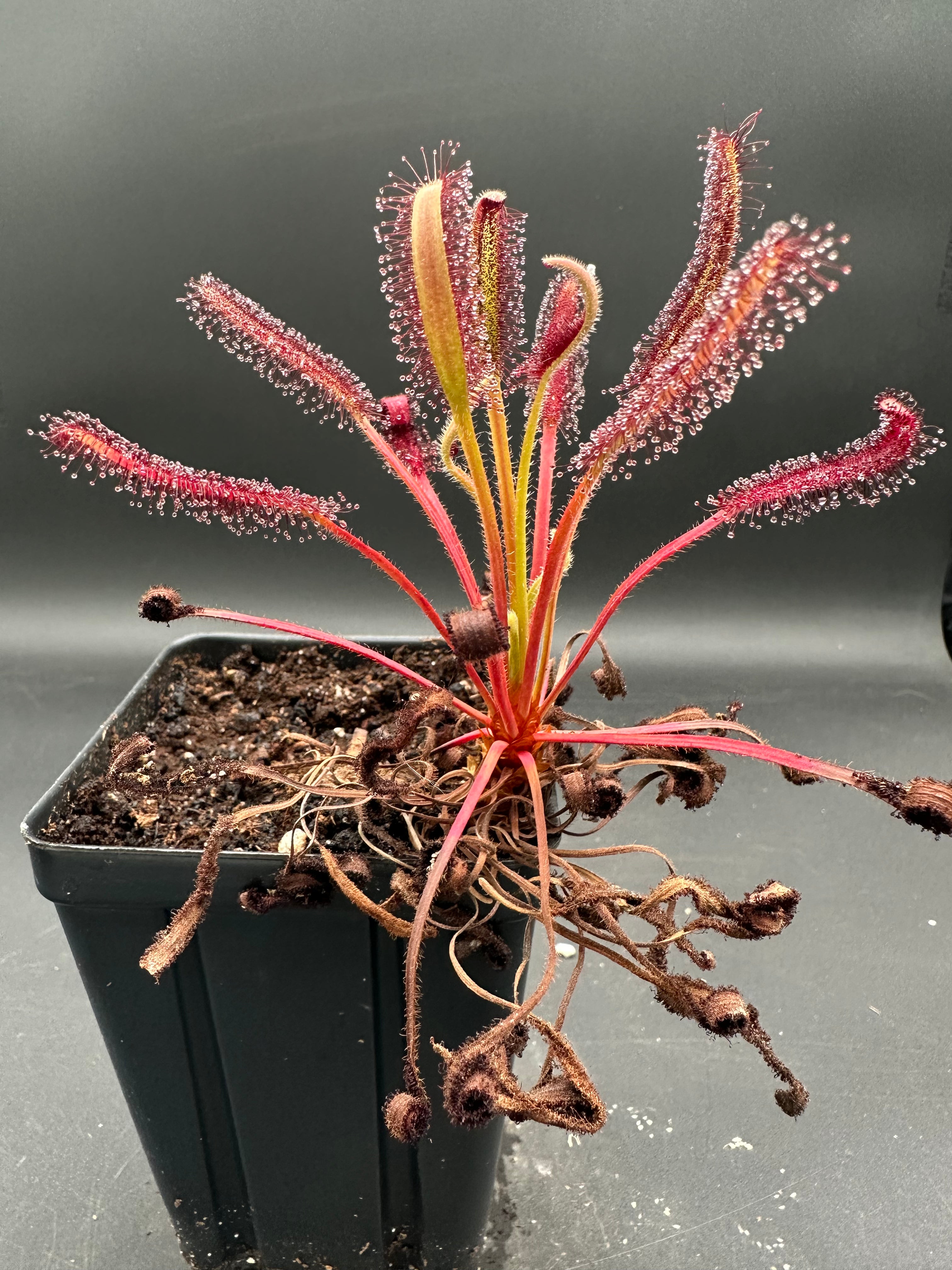 Drosera capensis "Bains Rocket"