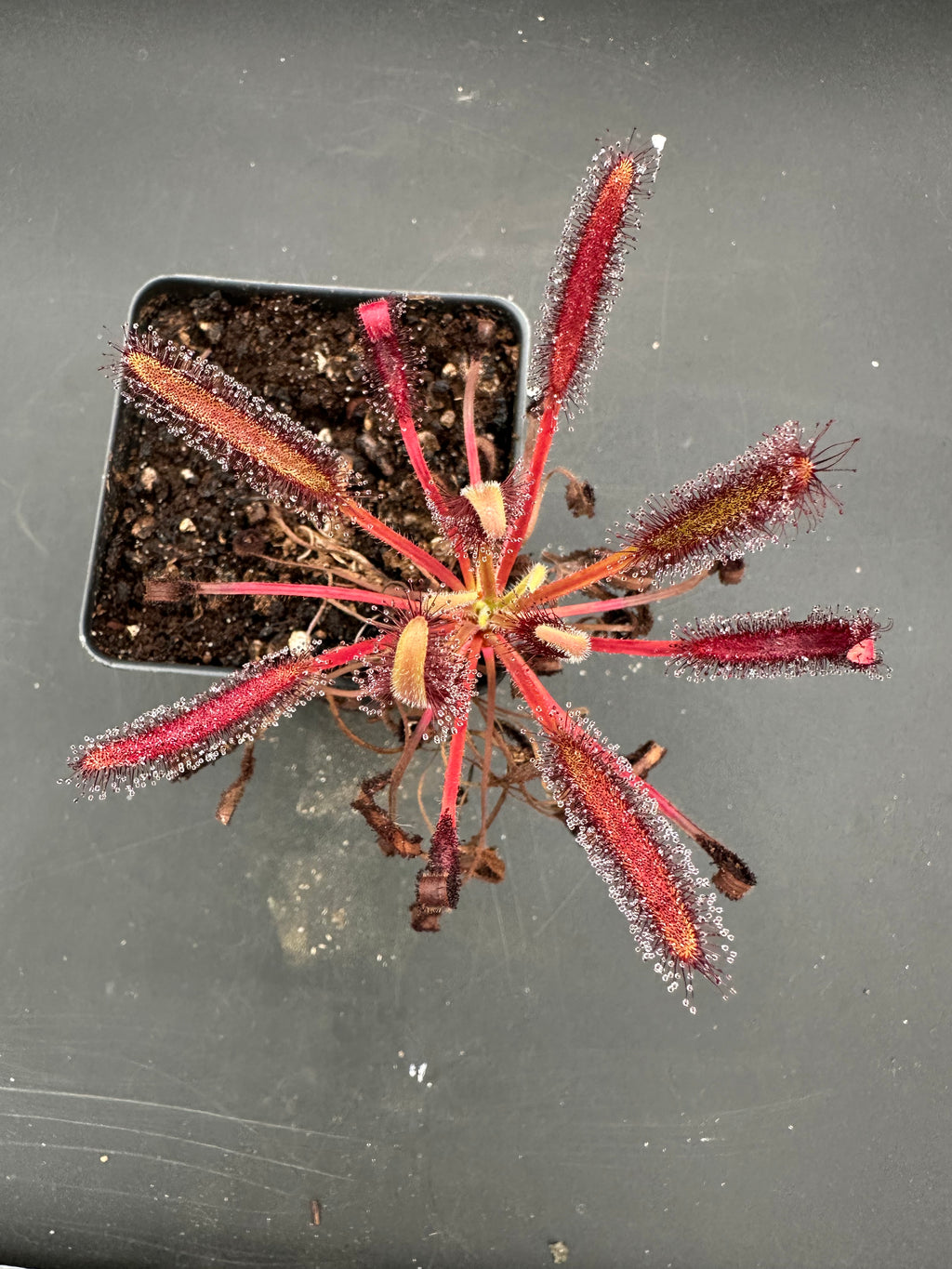 Drosera capensis "Bains Rocket"