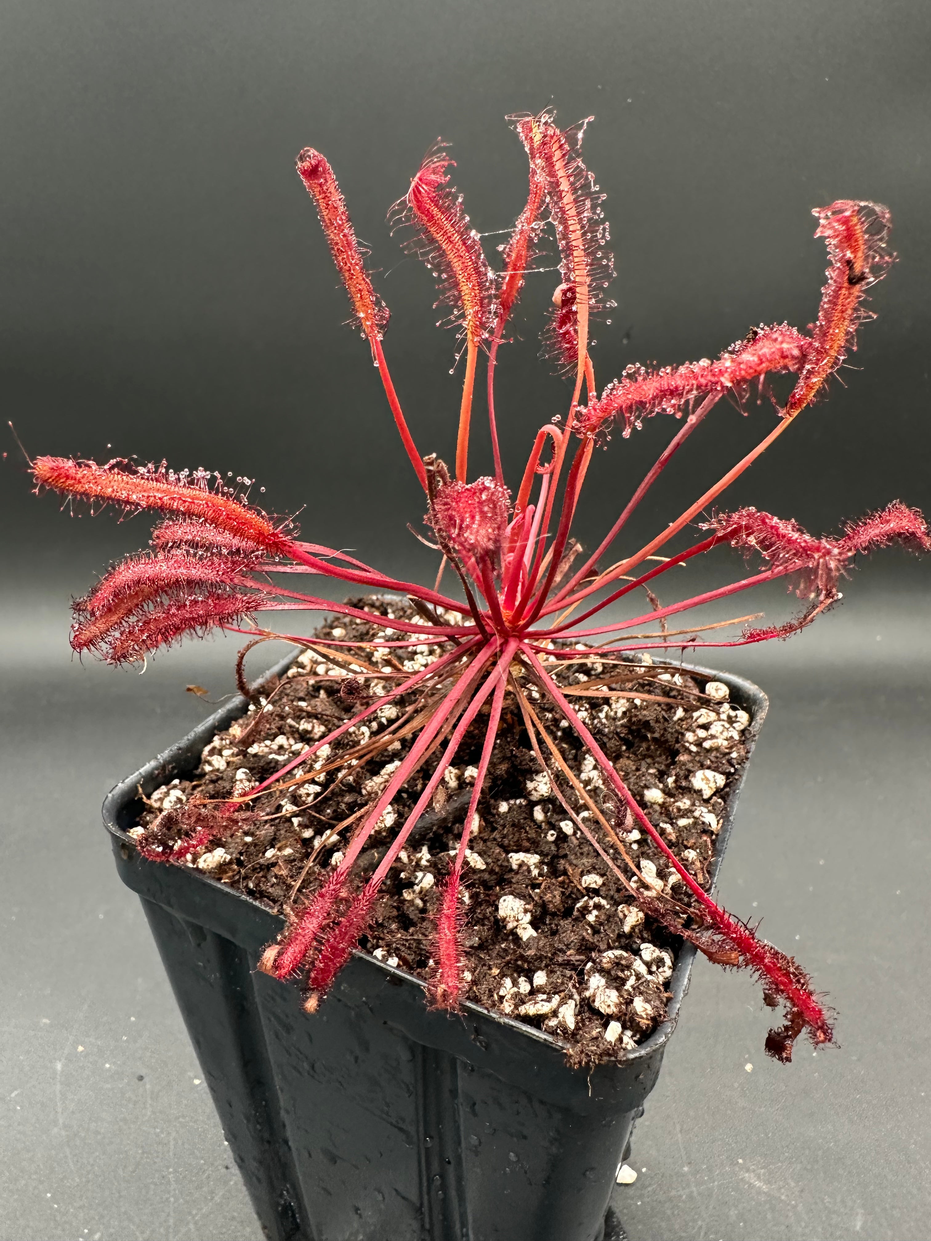 Drosera capensis "Narrow Red Leaf"