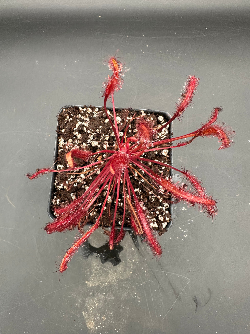 Drosera capensis "Narrow Red Leaf"