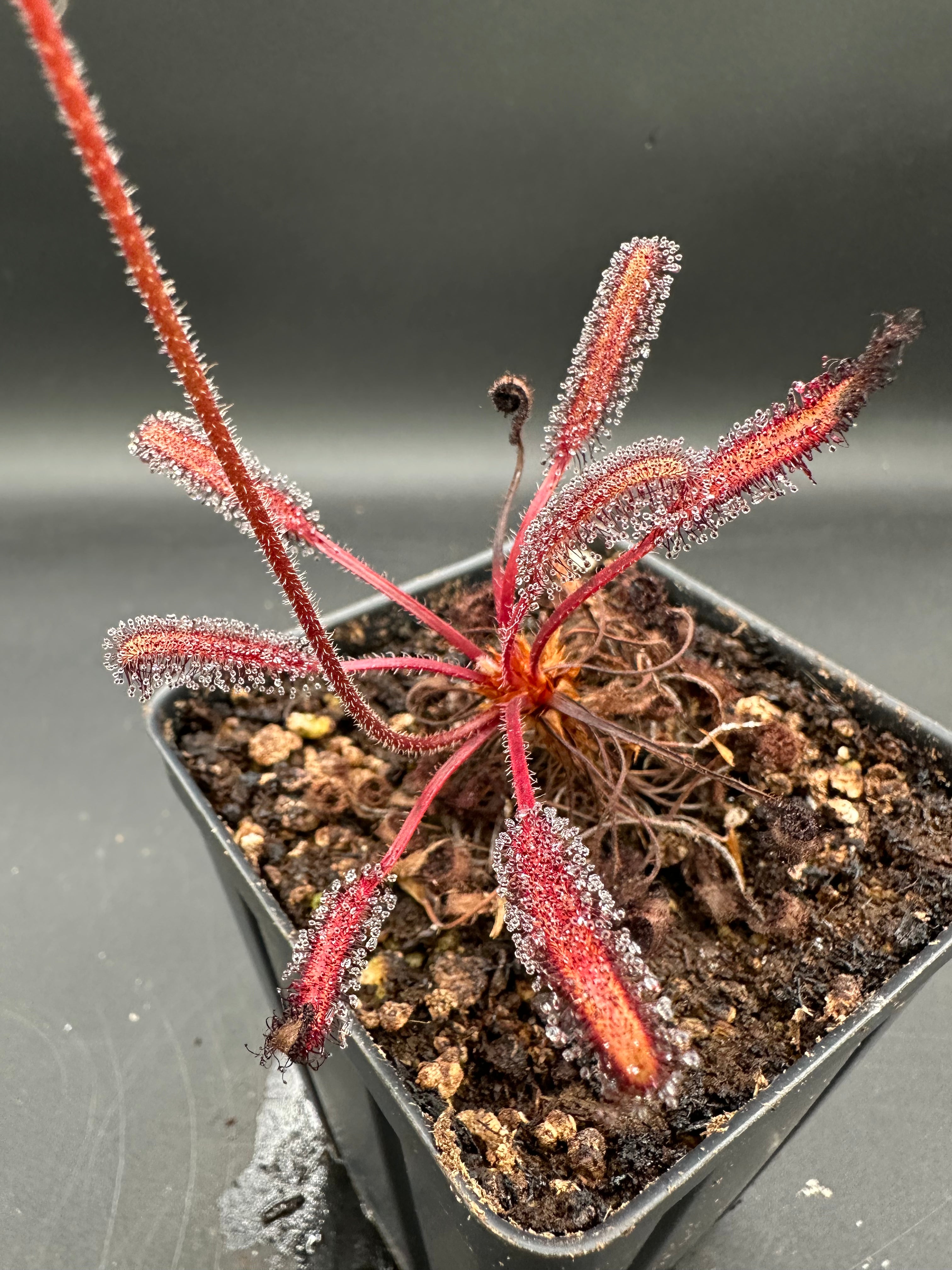 Drosera capensis (Betty's Bay, ZAF)