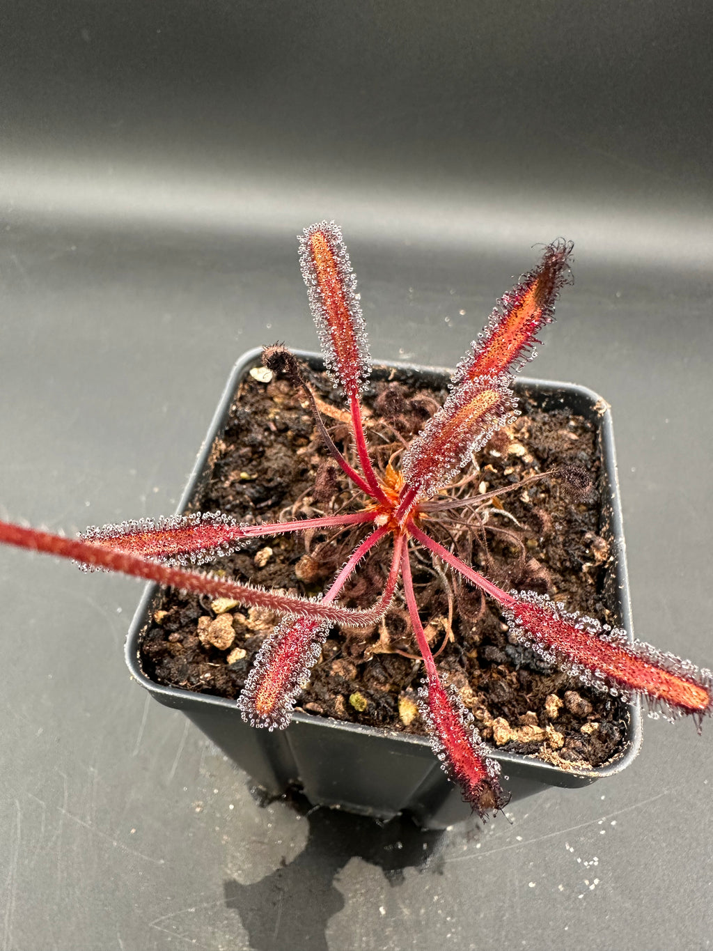 Drosera capensis (Betty's Bay, ZAF)