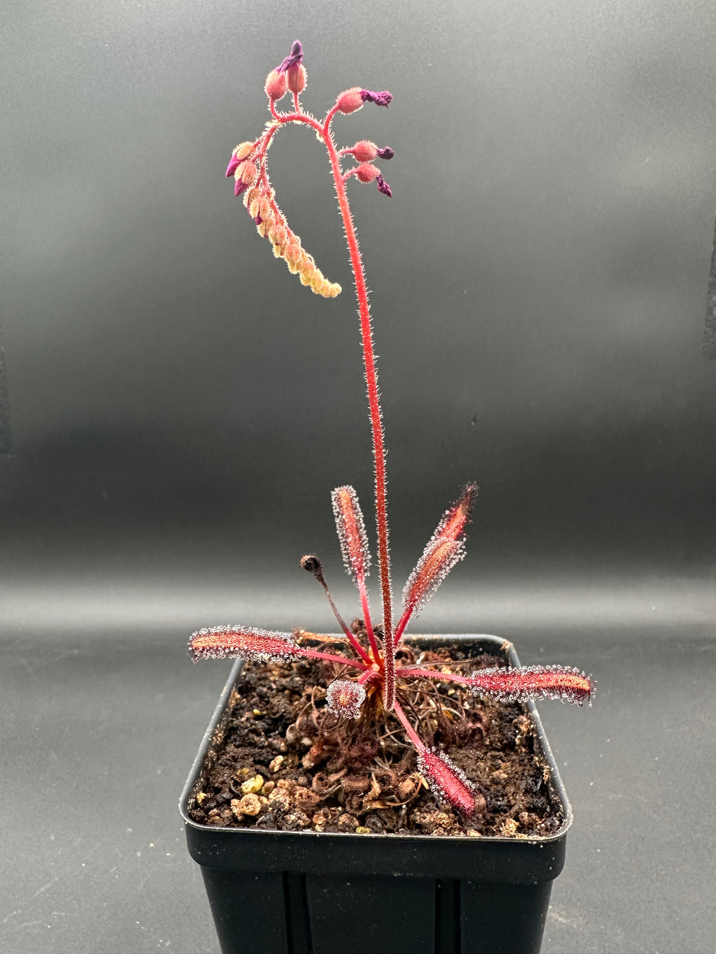 Drosera capensis (Betty's Bay, ZAF) seeds