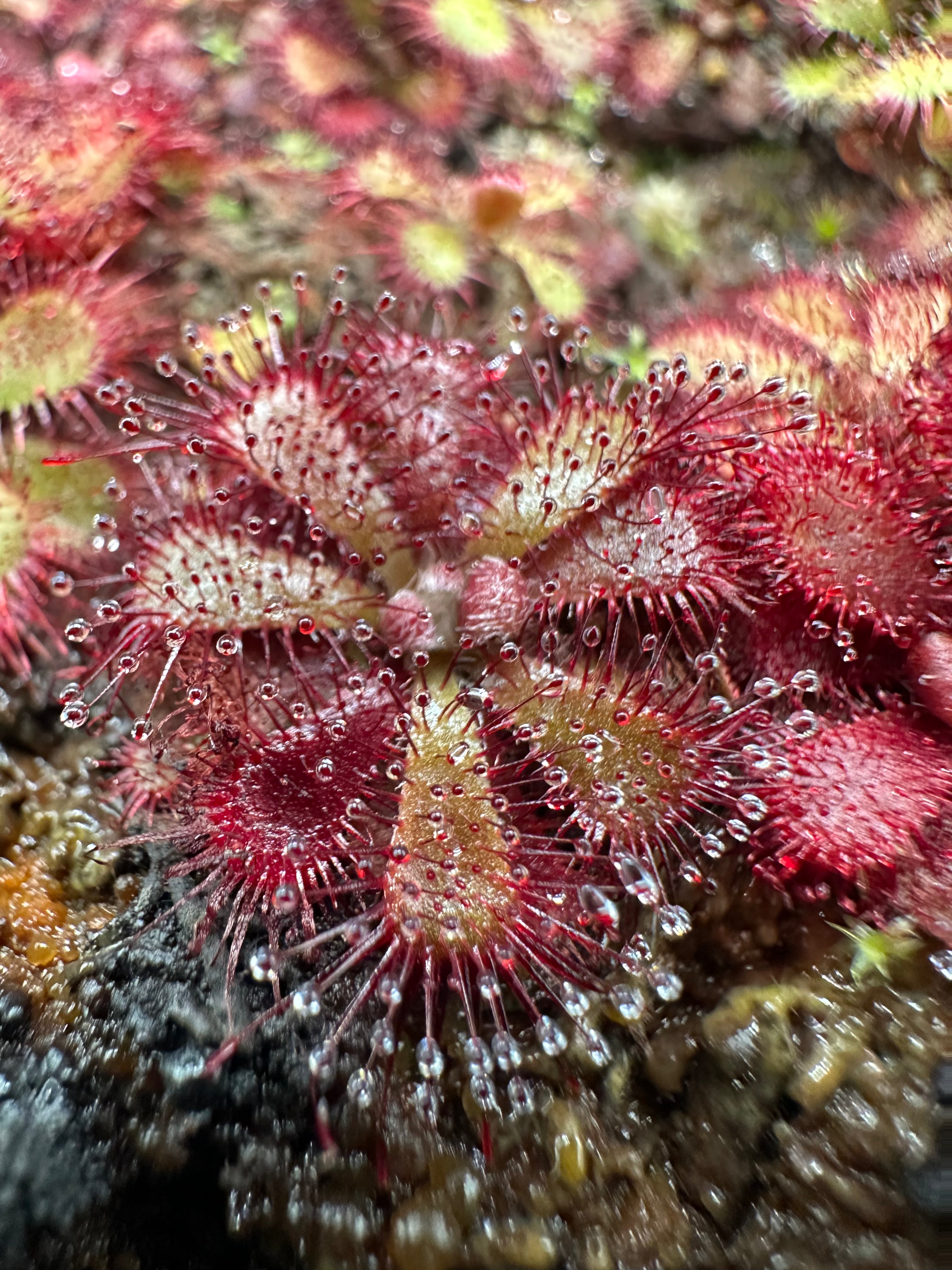 Drosera admirabilis ex. Lowrie seed (Betty's Bay, ZAF)