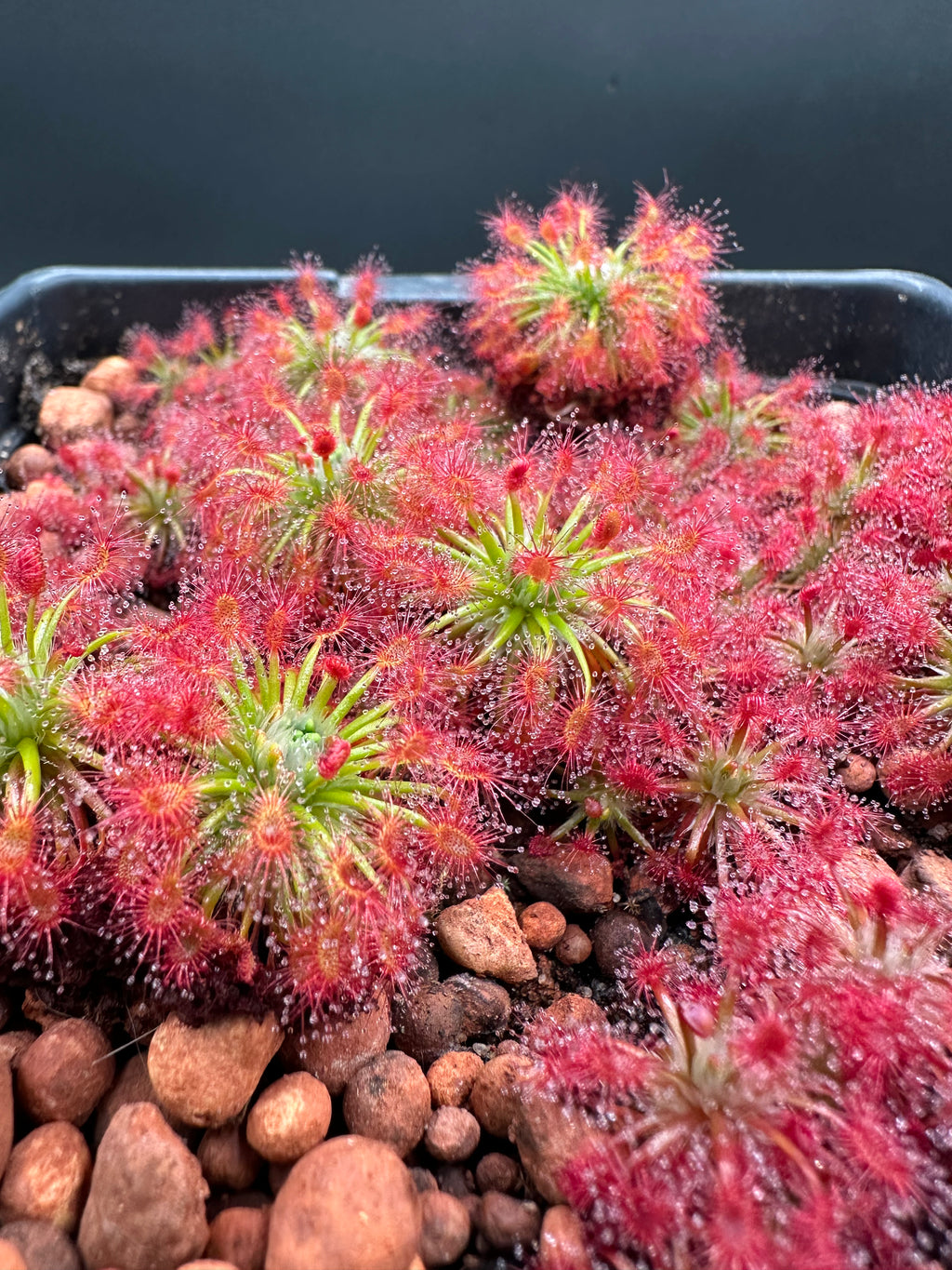 Drosera paleacea "true type" gemmae