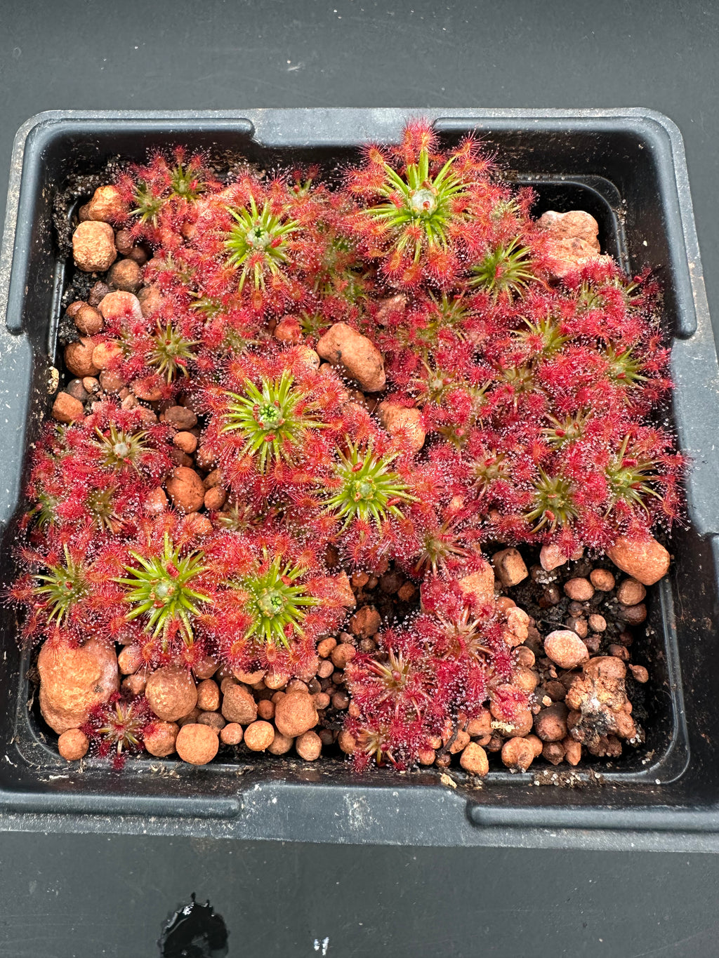 Drosera paleacea "true type" gemmae