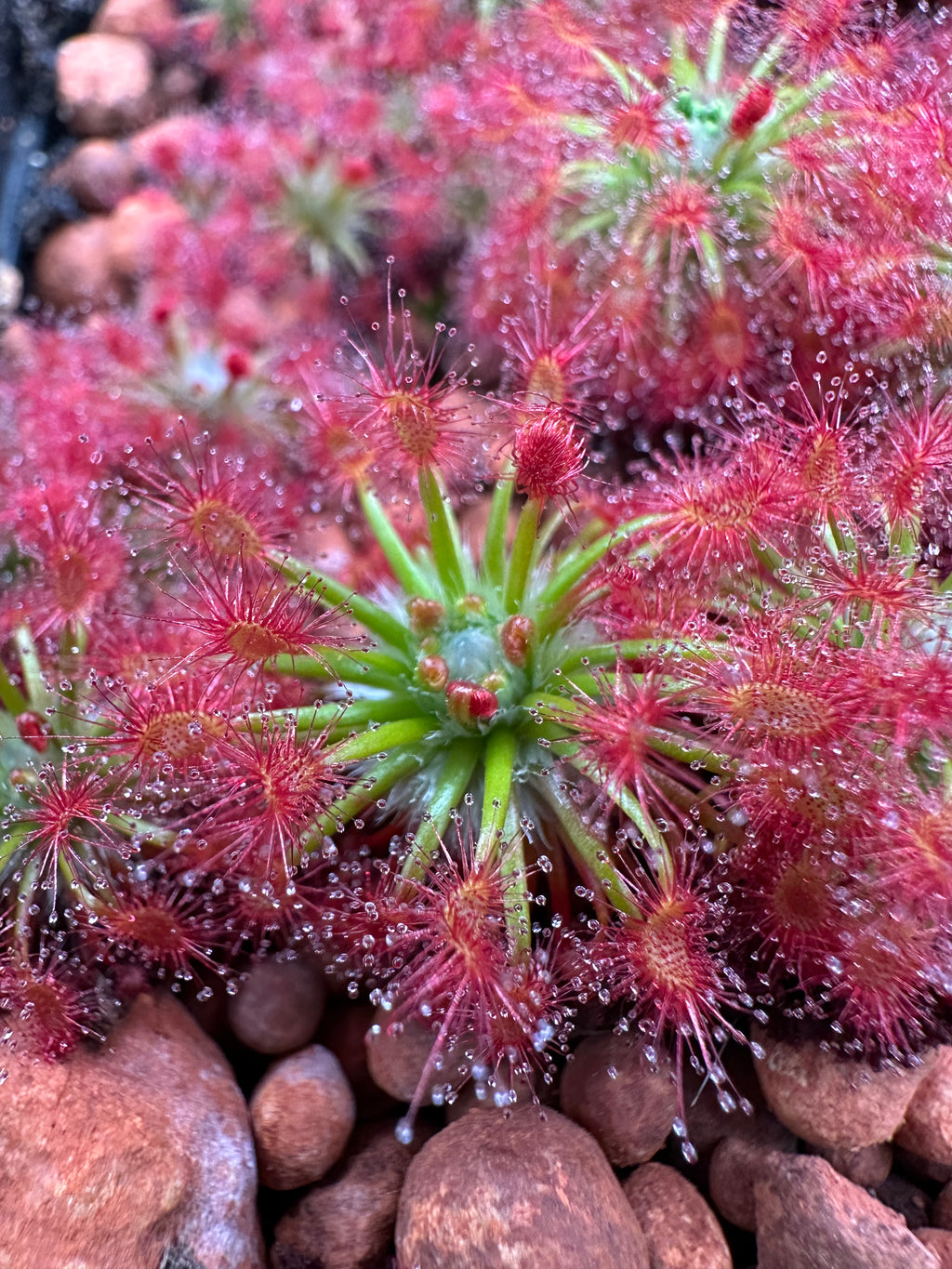 Drosera paleacea "true type" gemmae