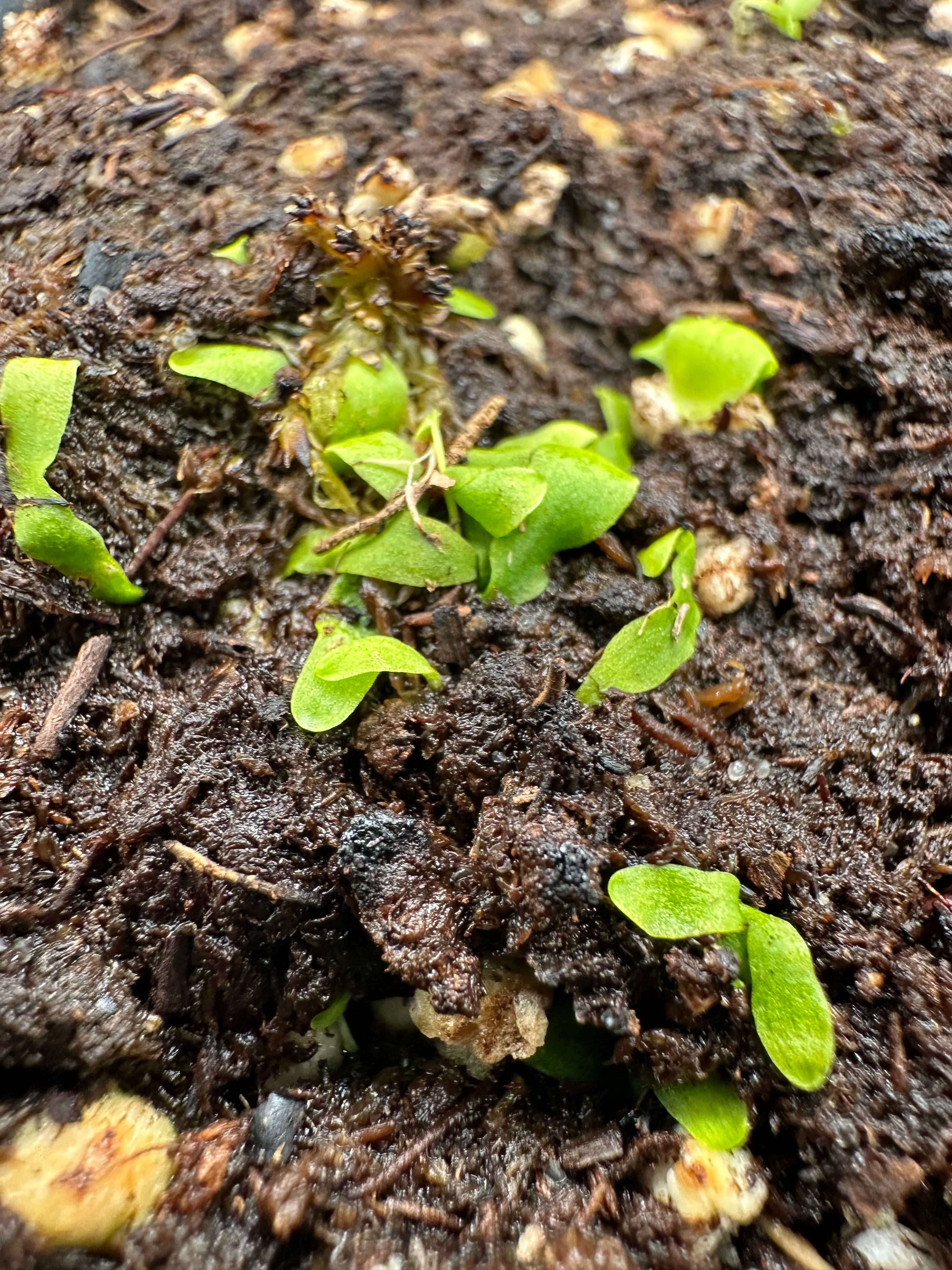 Utricularia involvens