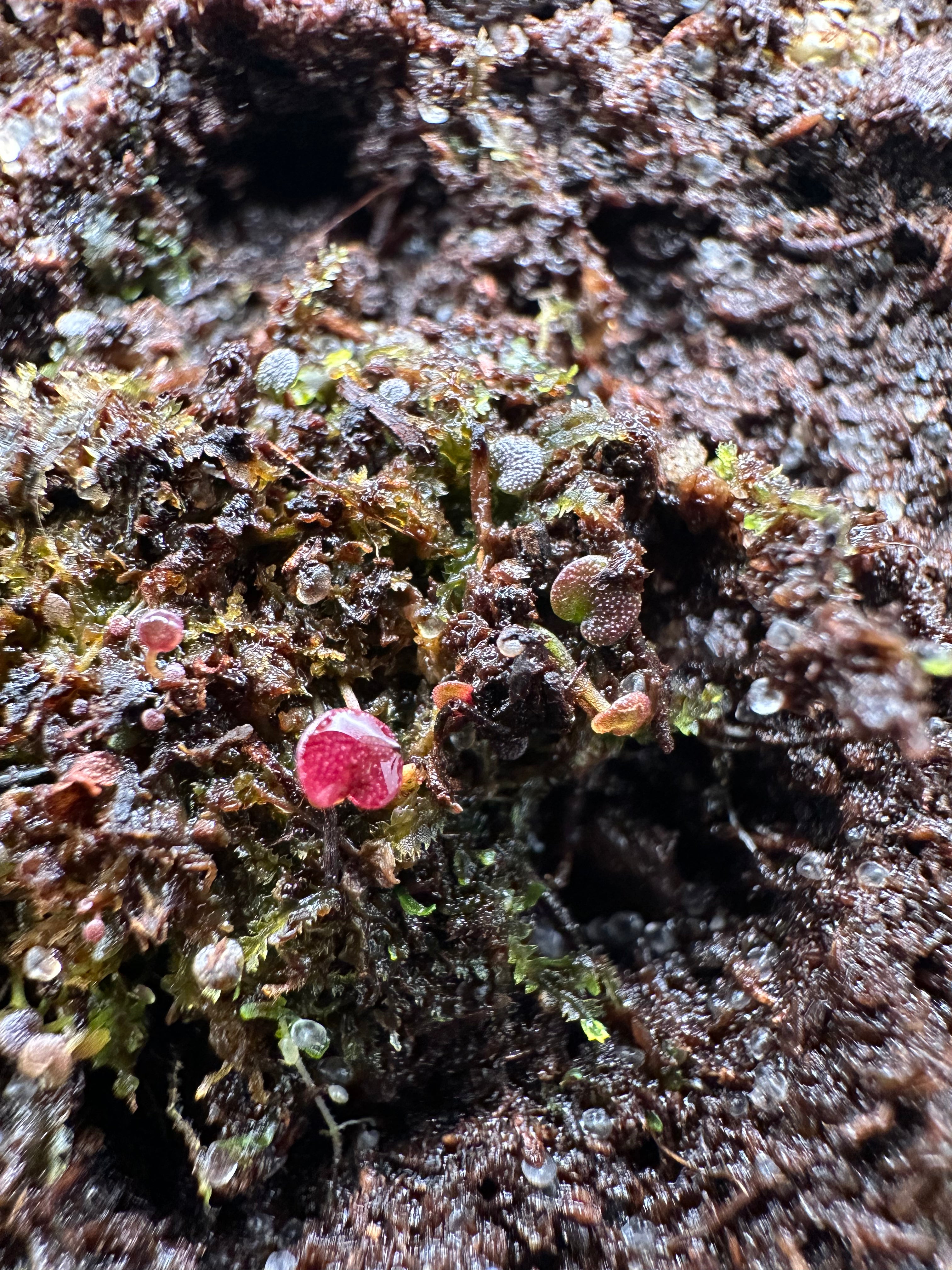 Utricularia aureomaculata (Murosipan Tepui, VEN)