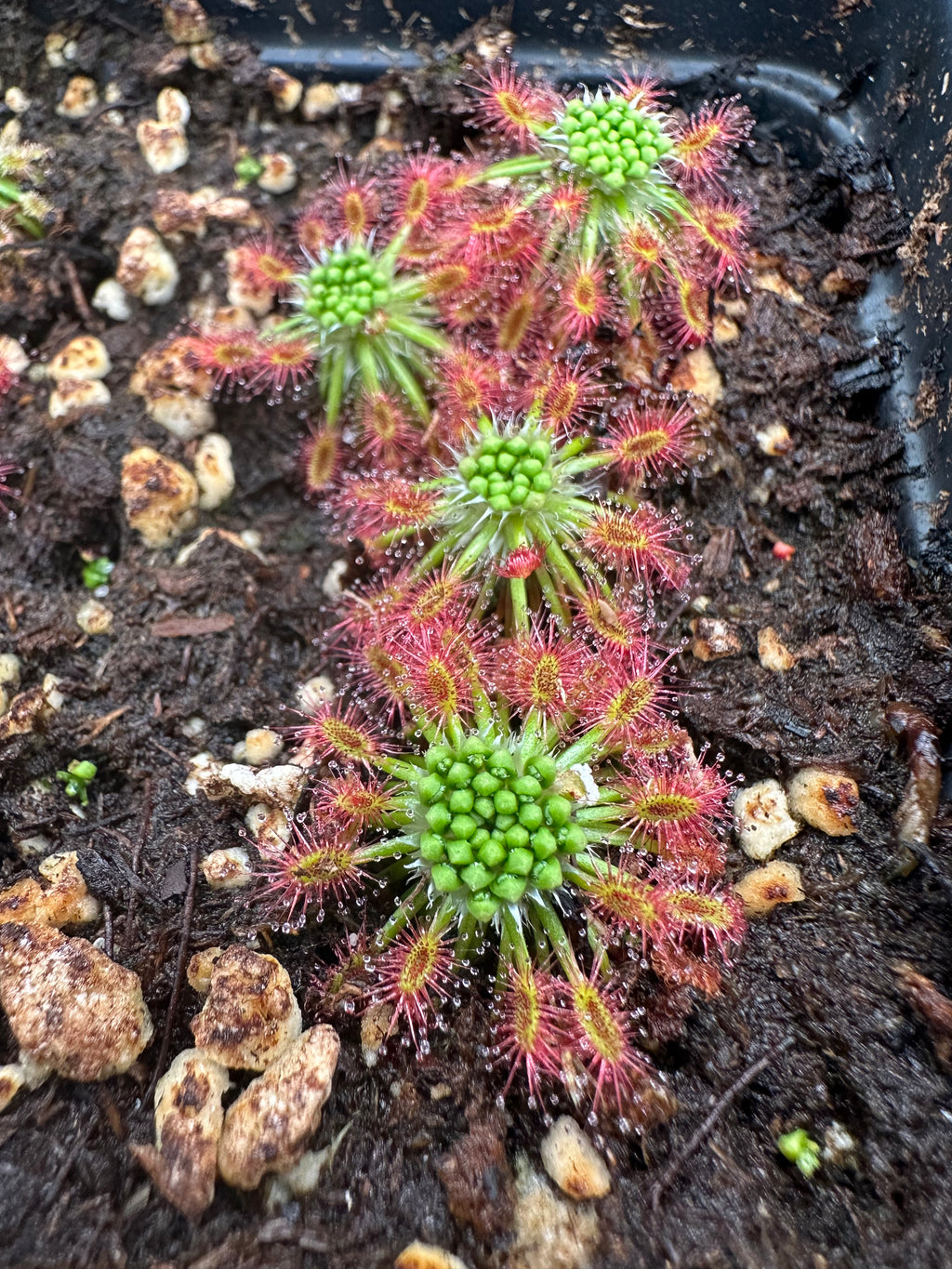 Drosera stelliflora gemmae