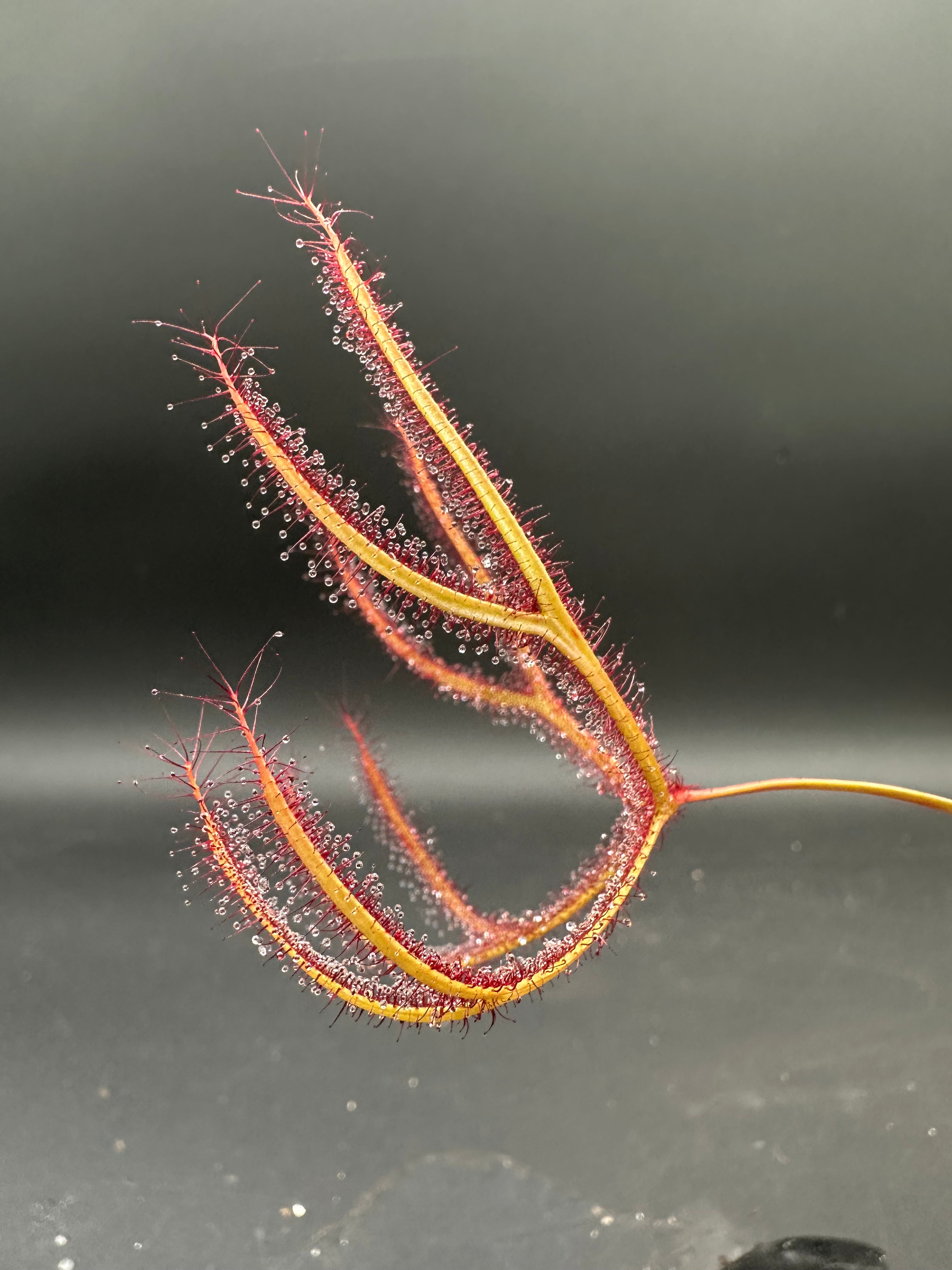 Drosera binata (Evan's Head)