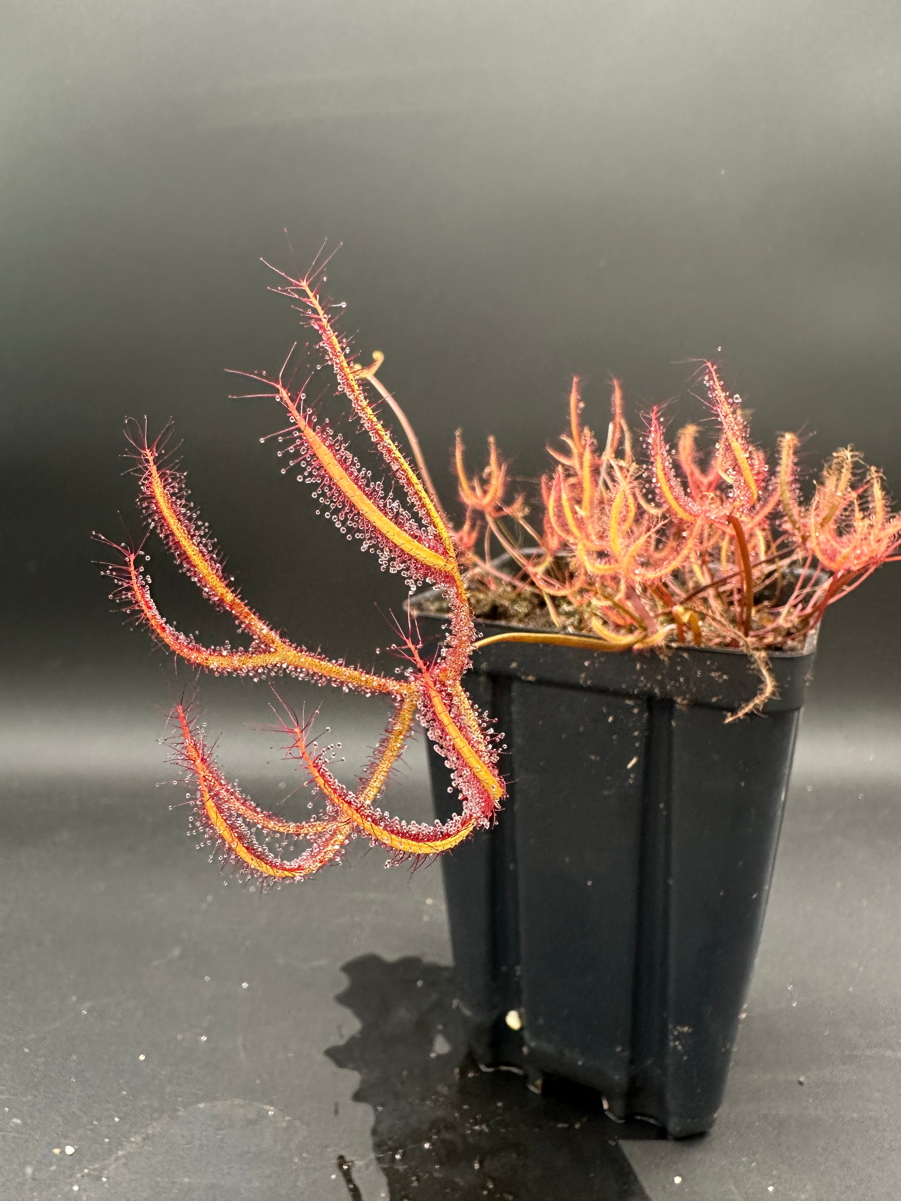 Drosera binata (Evan's Head)