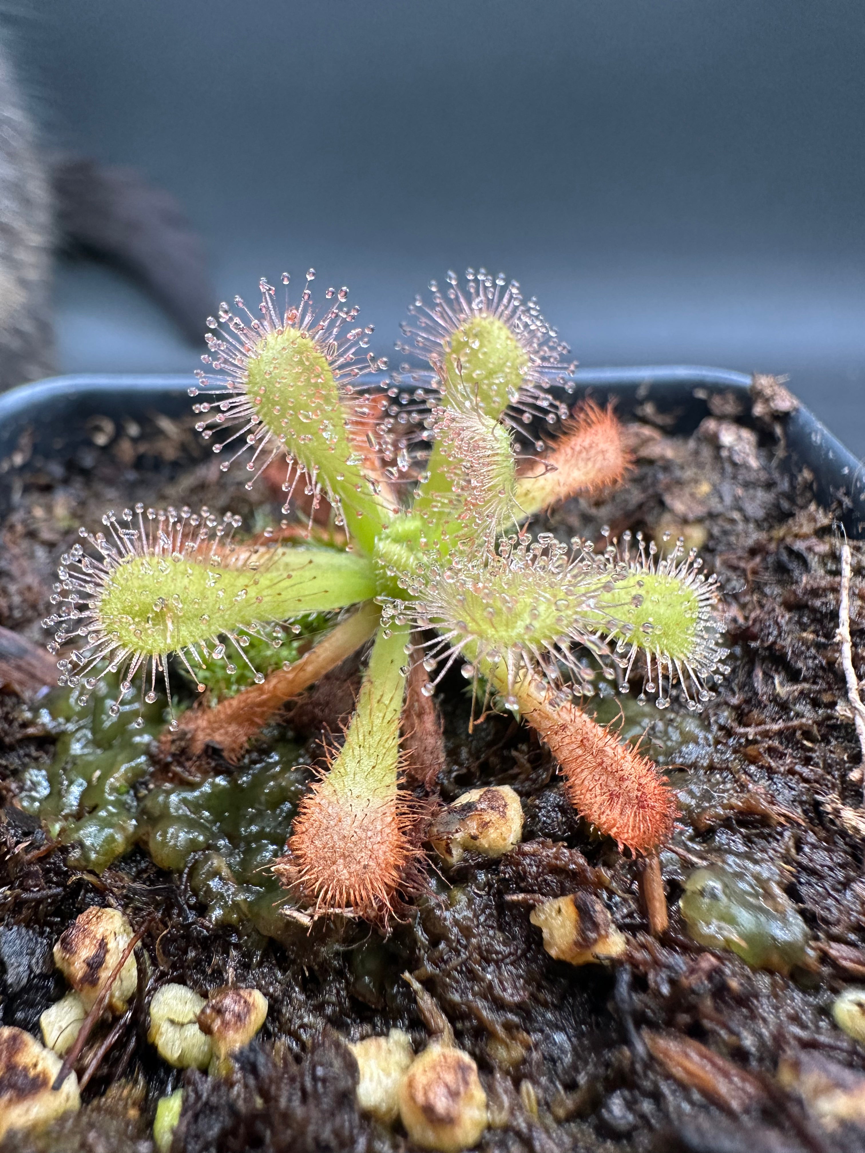 Drosera venusta "anthocyanin-free"